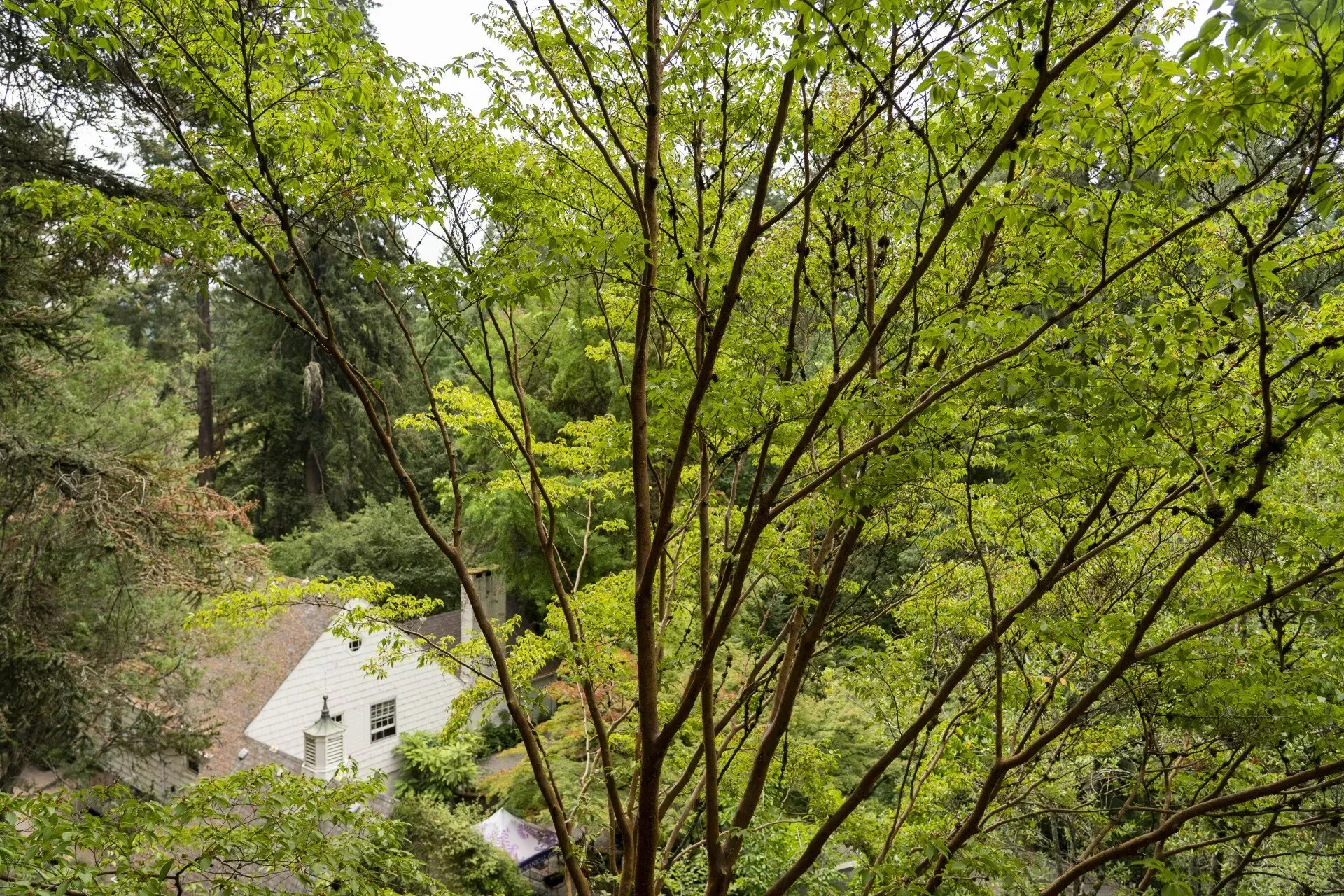 View of a house nestled in a forest, seen through the branches of a tree with green leaves.
