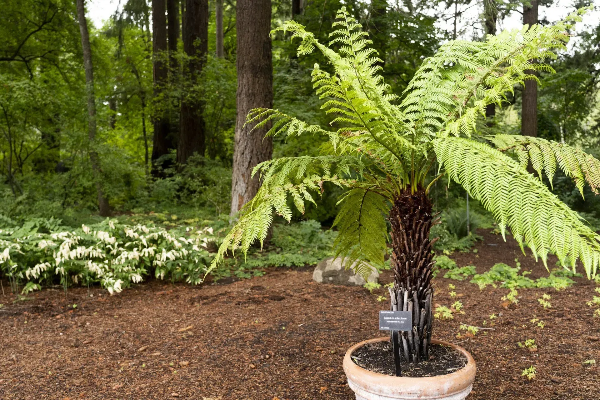 Tree fern in a pot with brown trunk and green fronds, set in a garden with other plants and trees.