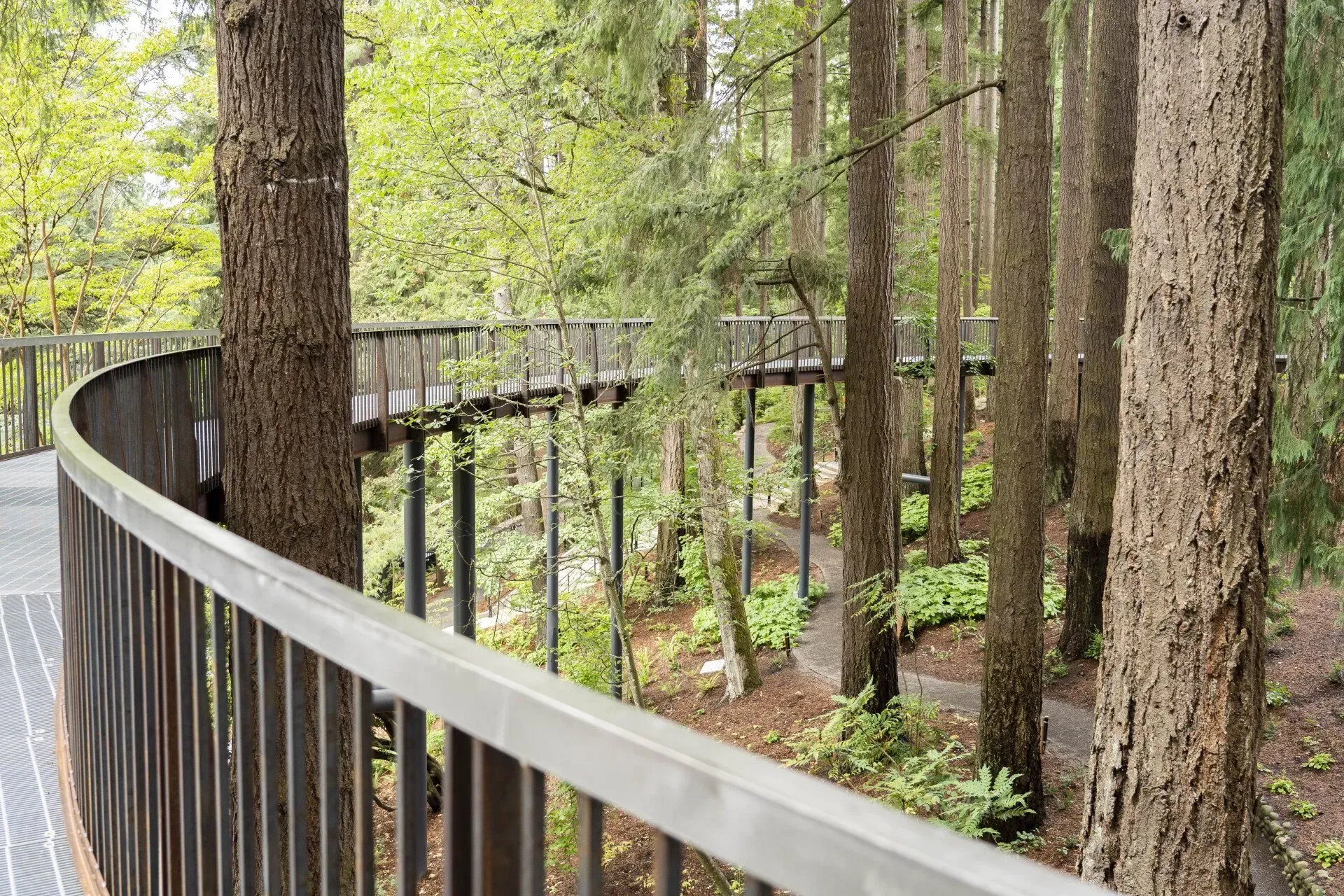 A curved elevated walkway through a forest. The path is supported by metal poles, and trees surround it.