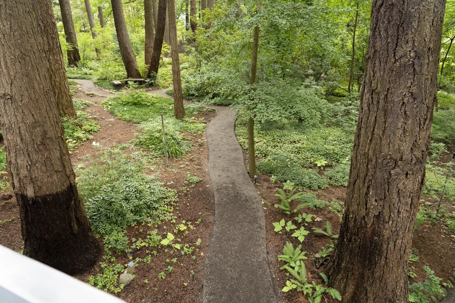A narrow paved path winds through a green forest, flanked by trees and undergrowth.