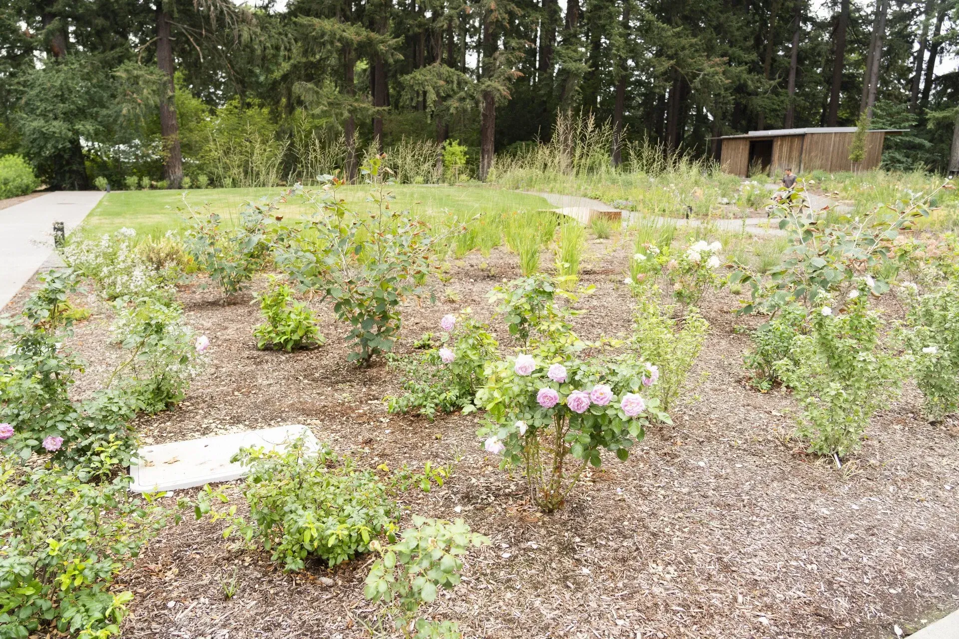 Rose bushes in a garden bed covered with wood chips. 