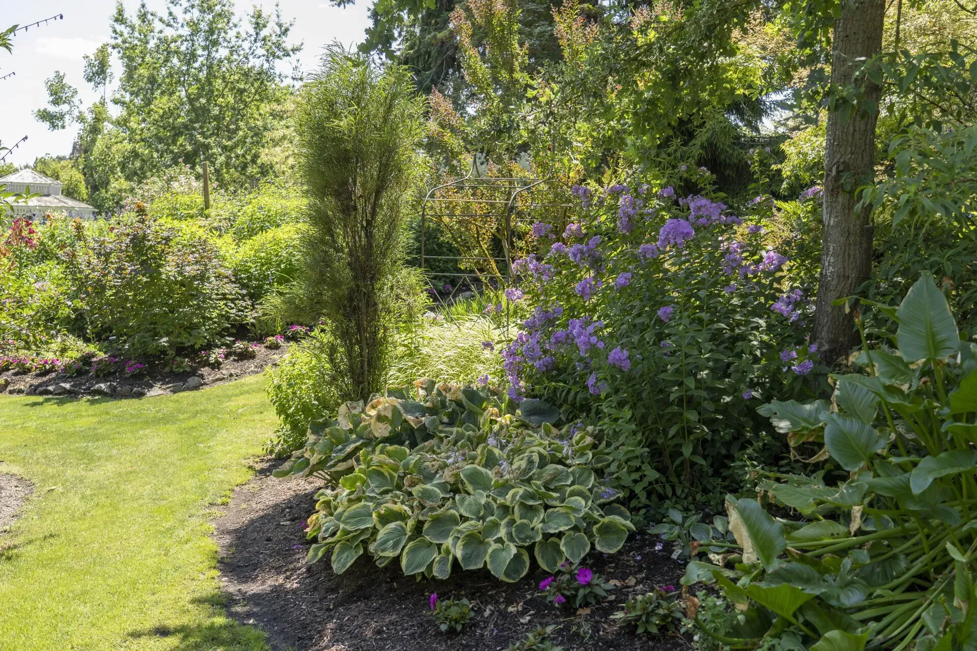 A lush garden with green grass and various plants with purple and white flowers.