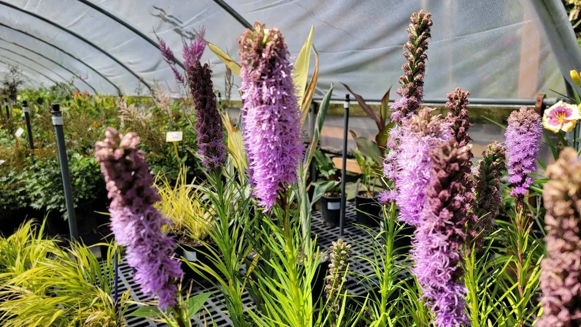 Purple Liatris flowers in a greenhouse, surrounded by green foliage and other plants, under a translucent roof.