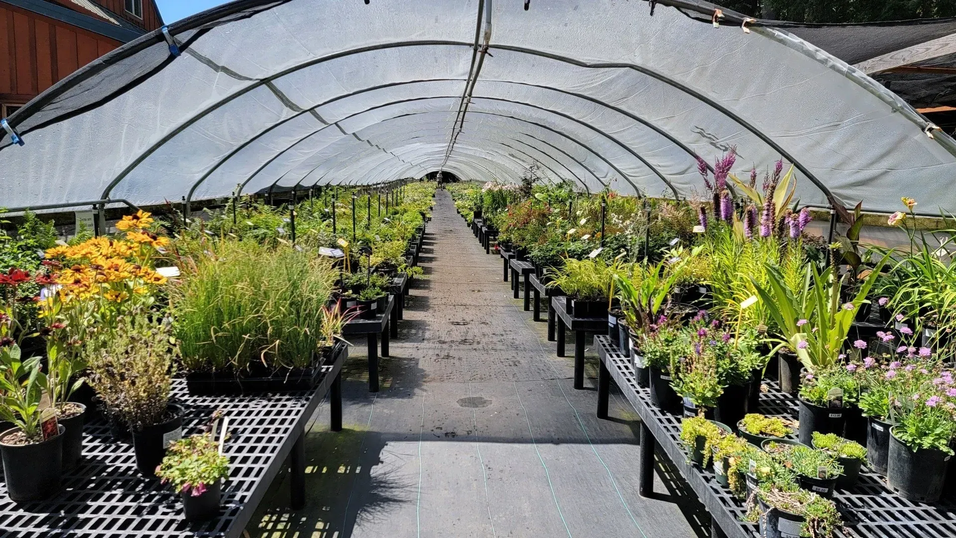 Rows of potted plants inside a greenhouse, protected by a shade cloth. Sunlight streams down the central aisle.