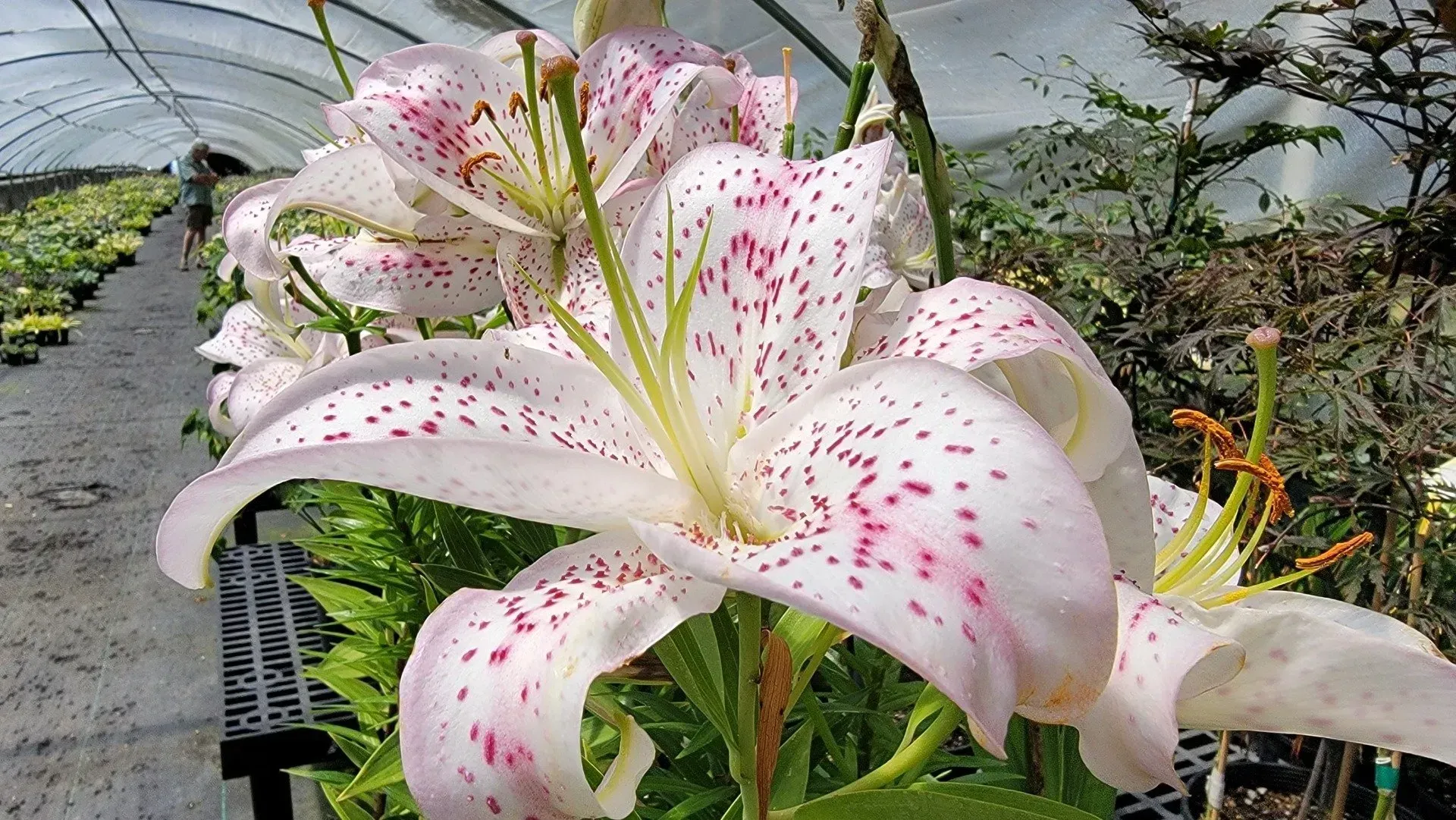 White lily with pink spots blooming in a greenhouse, showing green foliage and other plants in the background.