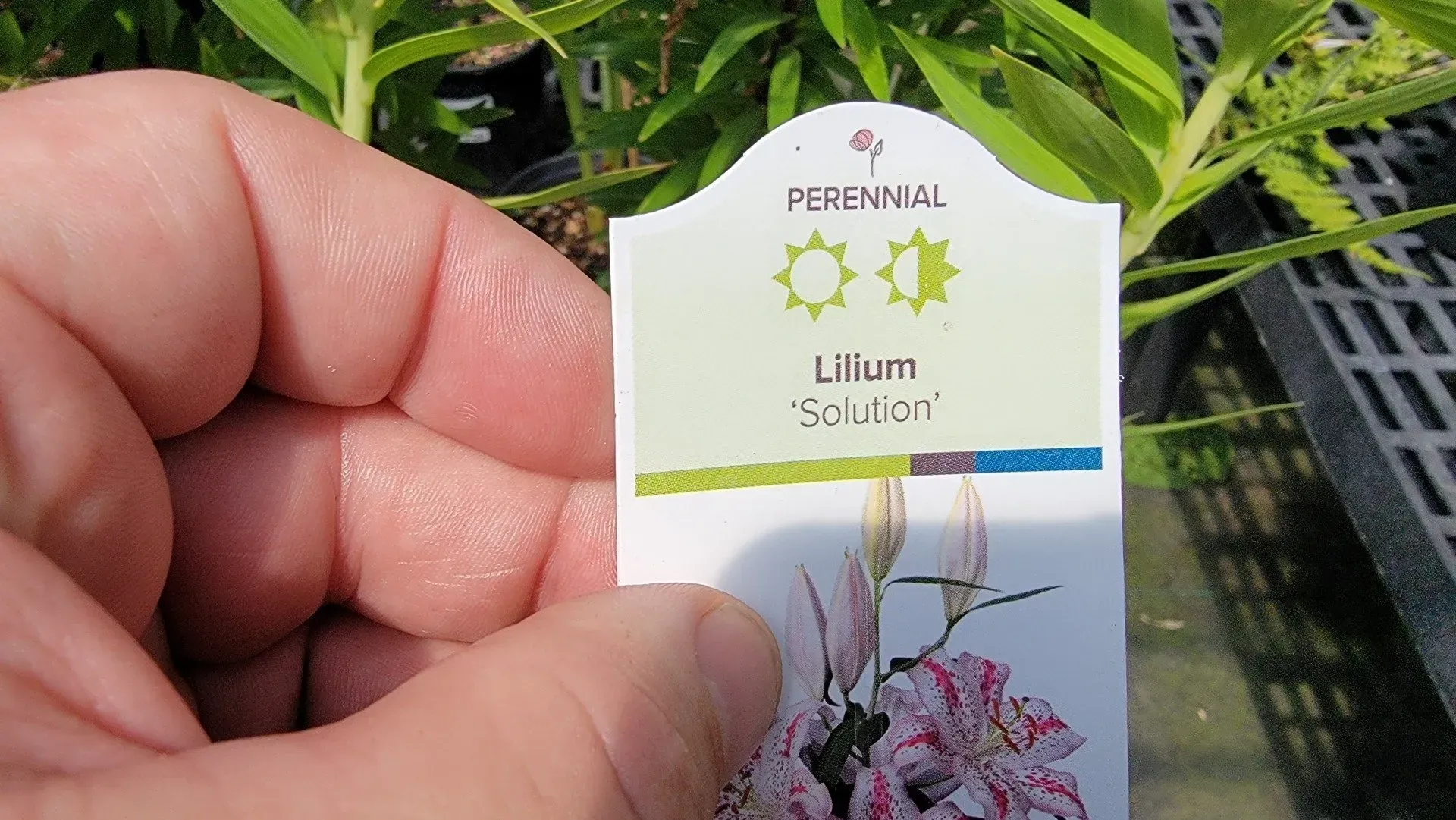 A hand holds a plant tag for a 