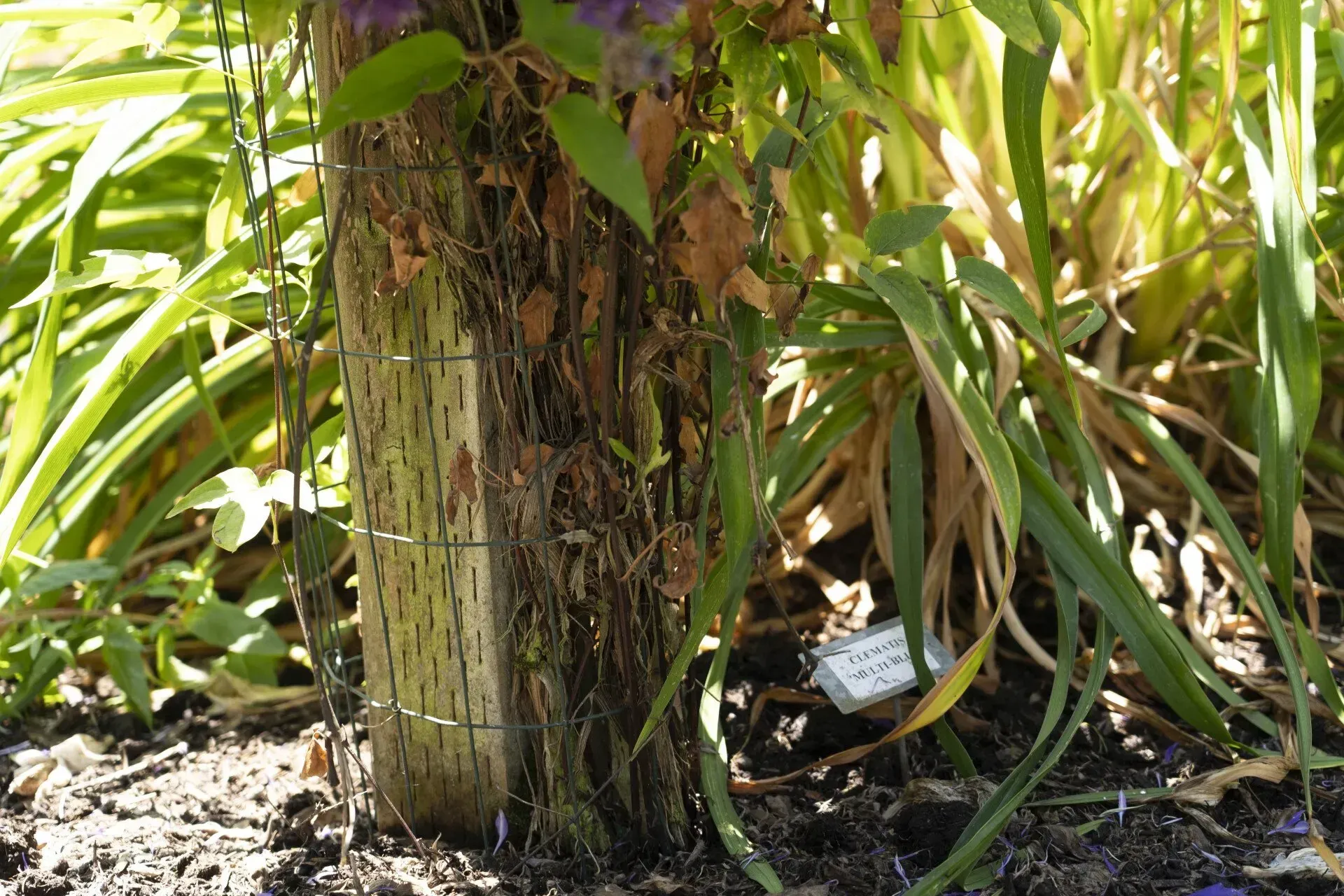 Close-up of a weathered wooden post surrounded by green plants in a sunny garden setting. A vine climbs the post.