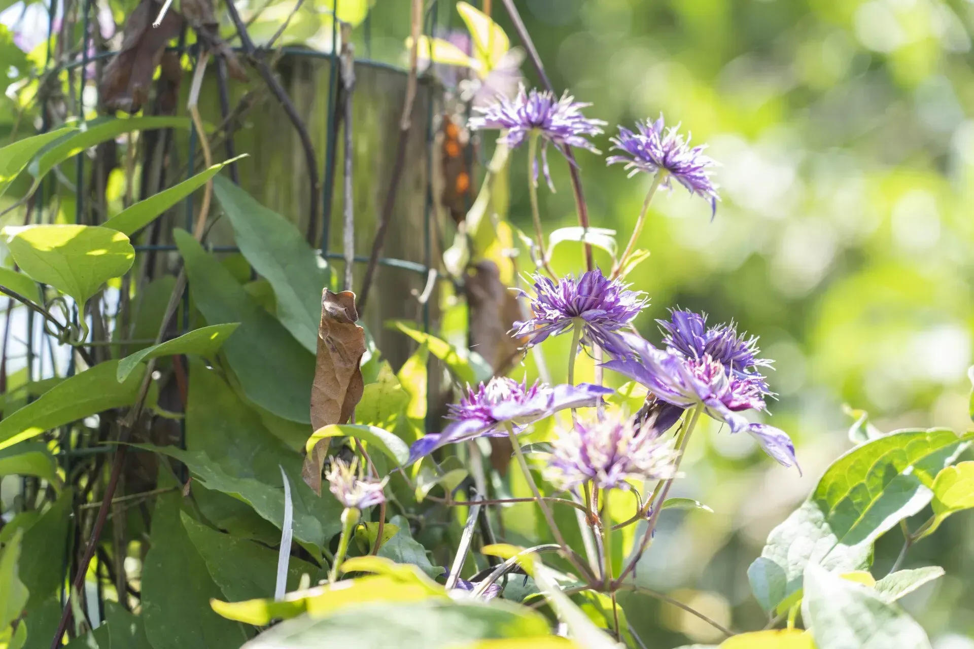 Purple clematis flowers blooming on a weathered wooden post and vine in a sunlit garden.