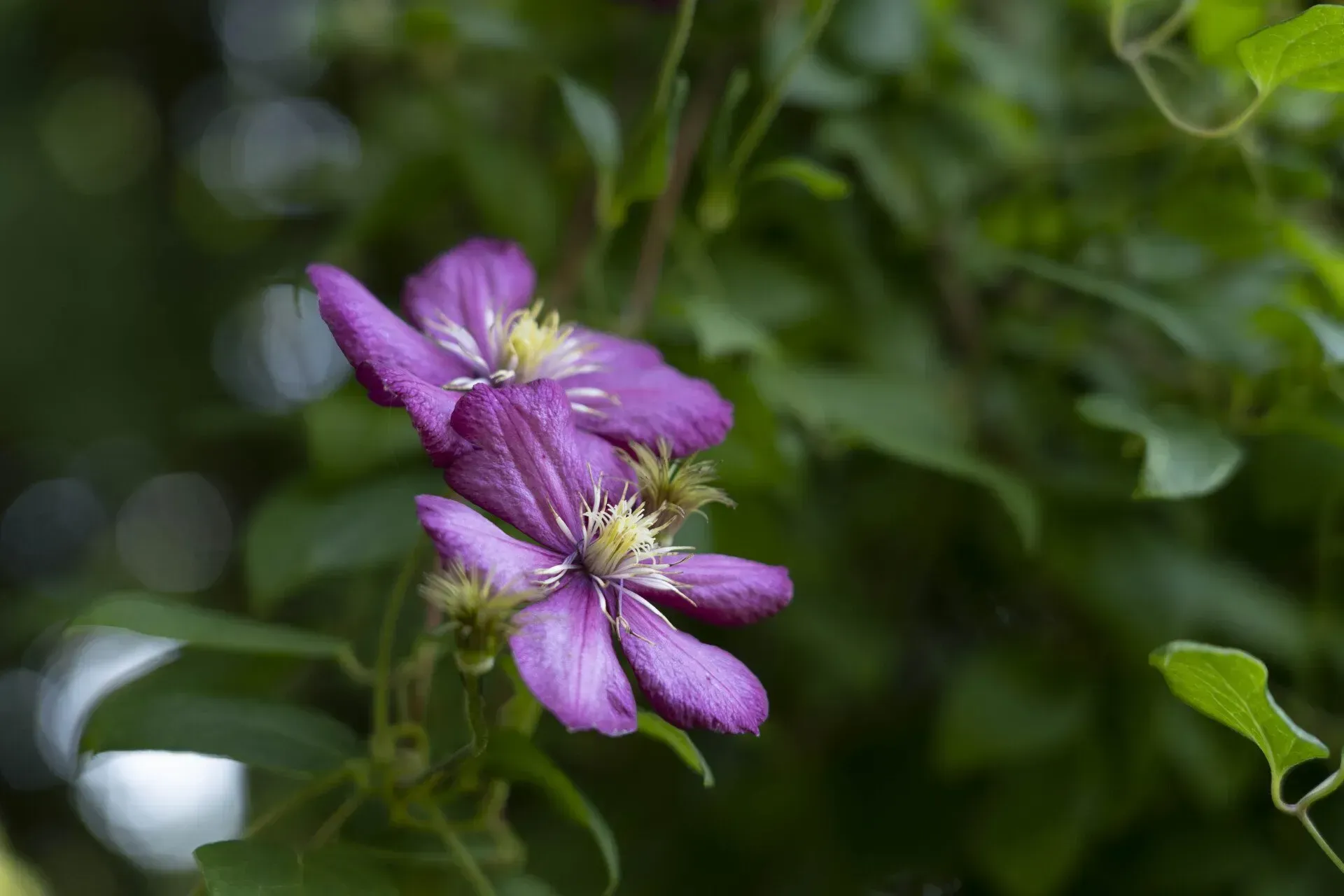 Two purple clematis flowers with yellow centers bloom among green leaves.