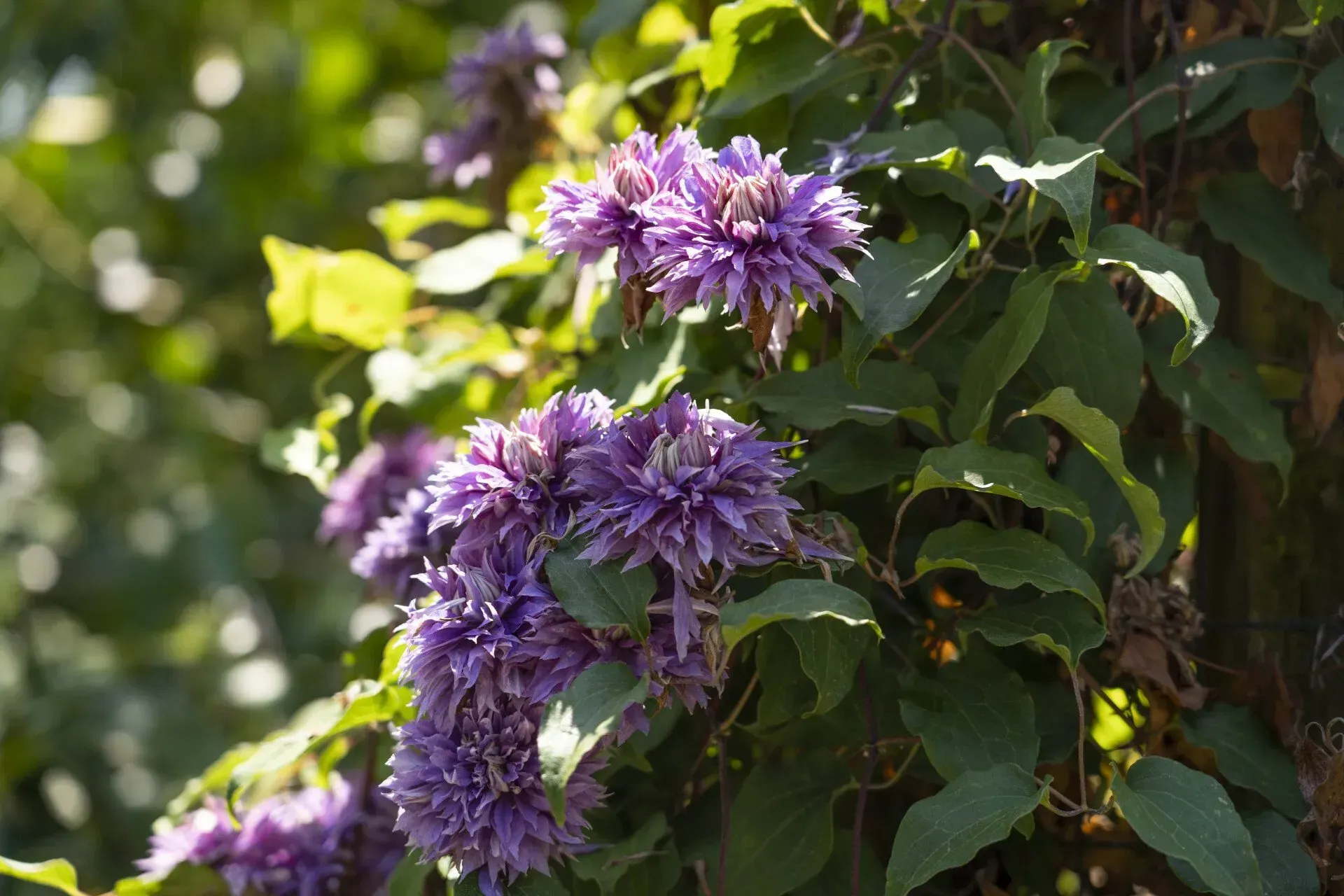 Clusters of spiky purple flowers with green leaves on a climbing vine.