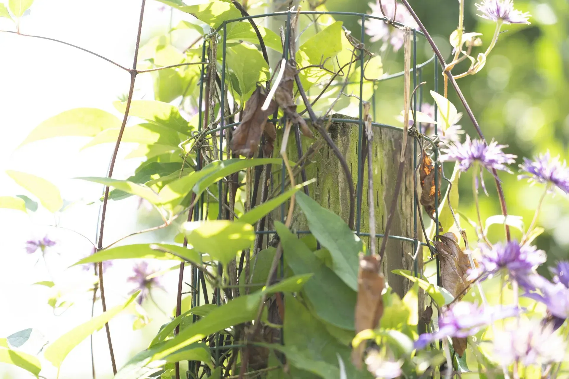 Vibrant green vines and purple flowers climb a weathered wooden post within a wire cage, bathed in sunlight.