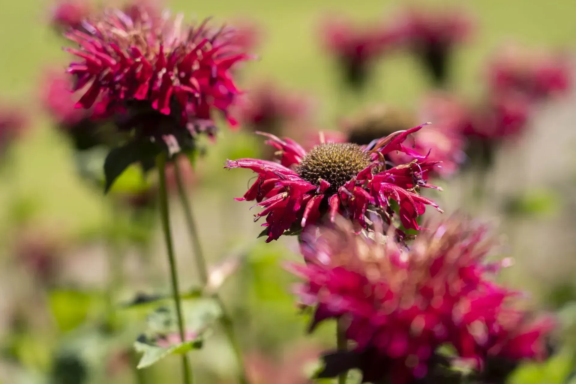 Close-up of vibrant red bee balm flowers with spiky petals against a blurred green background.