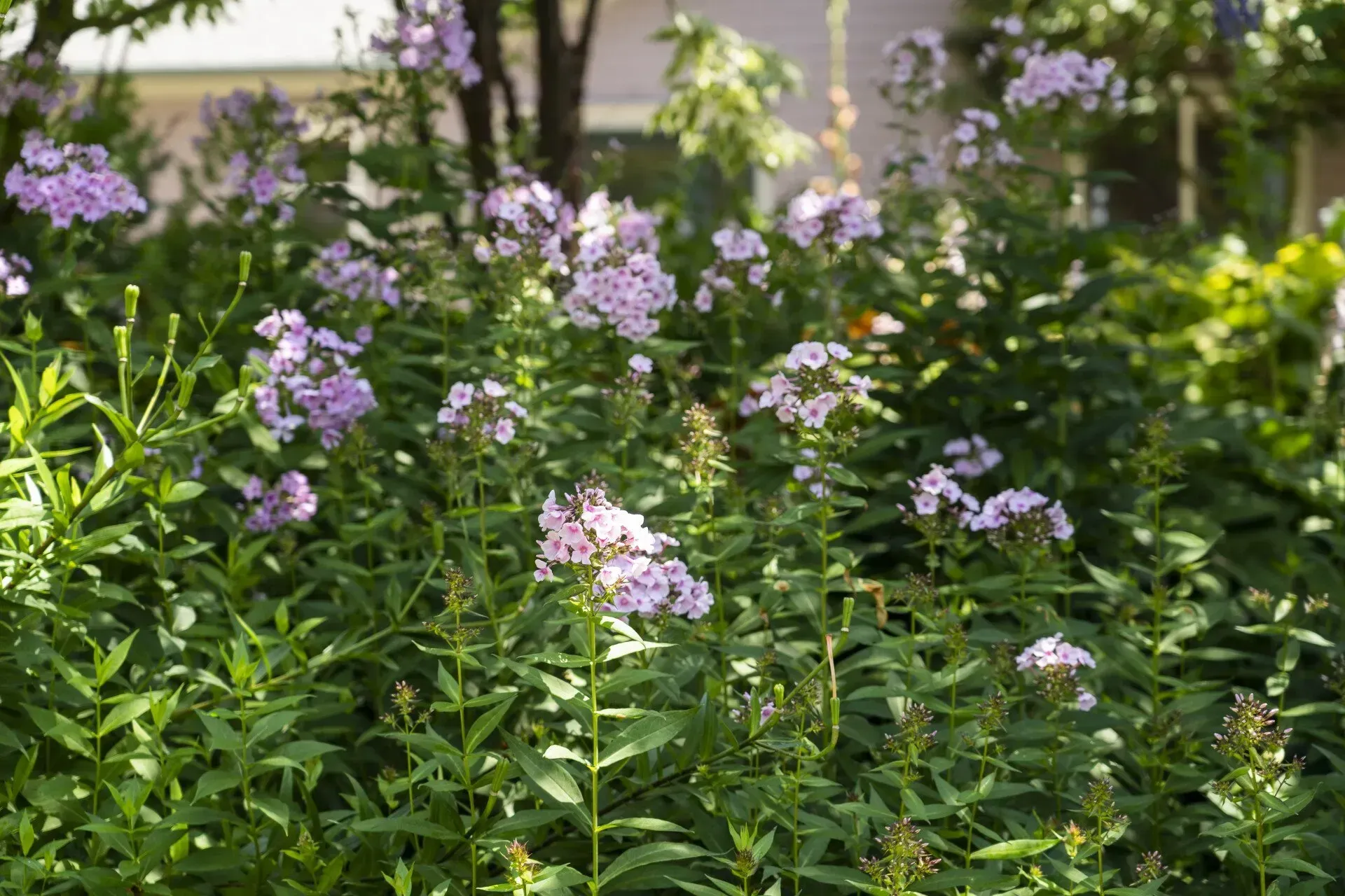 Purple phlox flowers in a sunny garden. Green foliage surrounds the blooming clusters of pinkish-purple flowers.