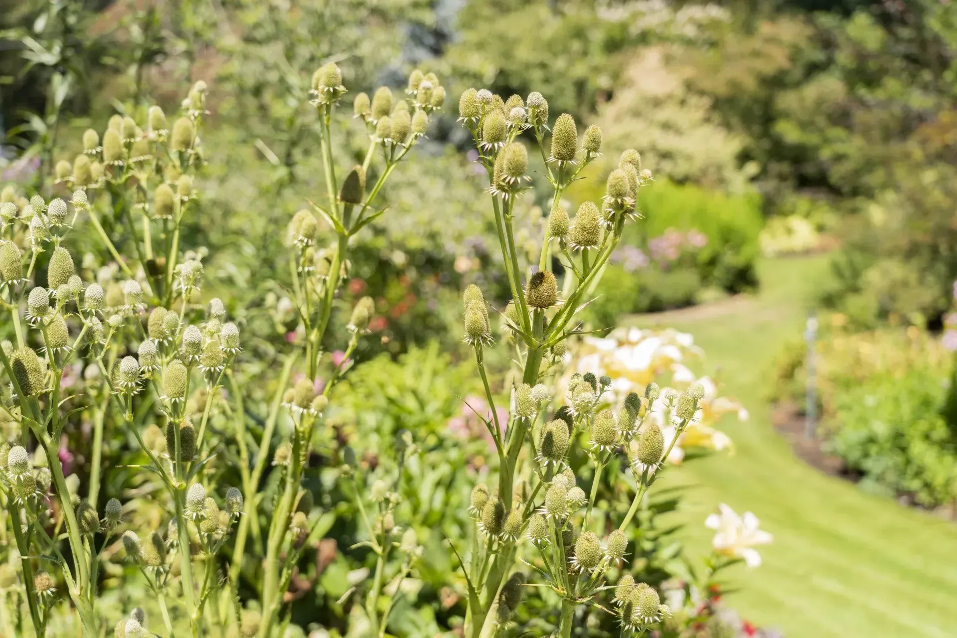 Tall green plants with bud-like clusters in a garden, a winding path and other flowers are in the blurred background.
