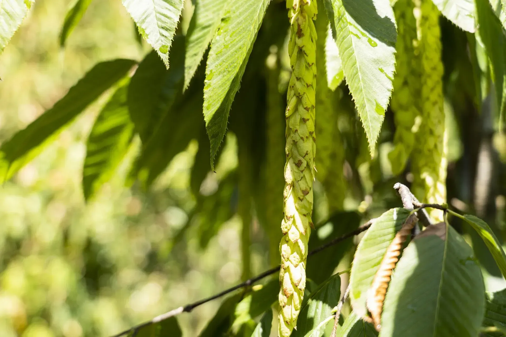 Close-up of a tree branch with long, green, clustered seed pods and broad green leaves. Sunlight filters through the foliage.