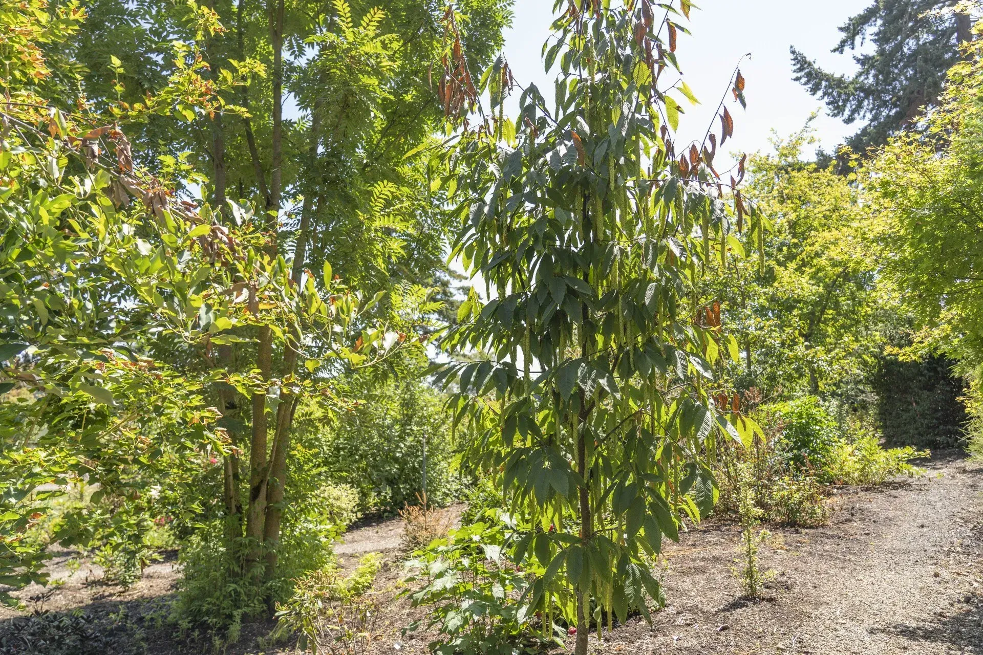 Trees in a garden setting with green leaves and brown trunks, under sunlight.