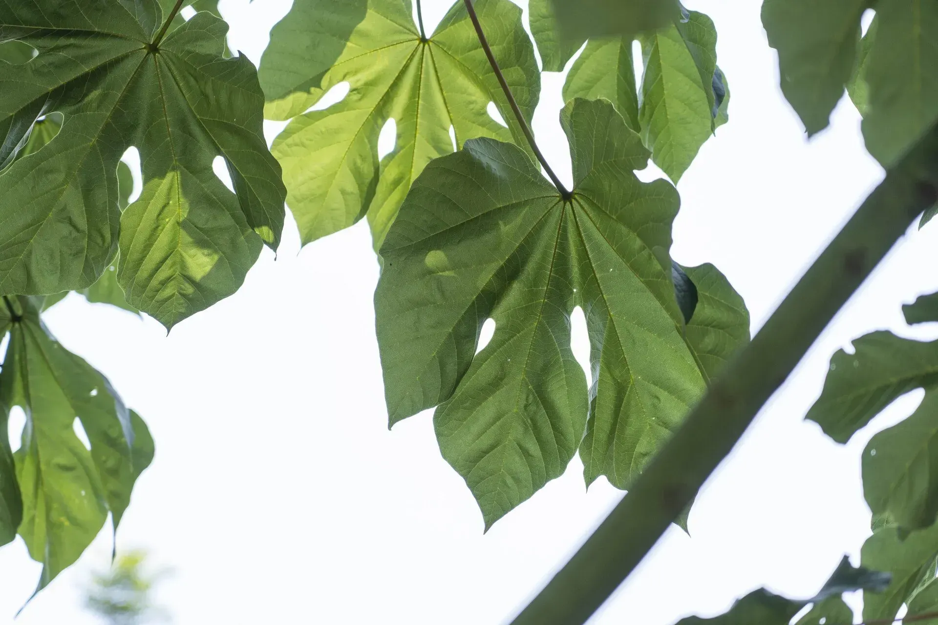 Green leaves with lobed edges against a bright sky, attached to a visible branch.