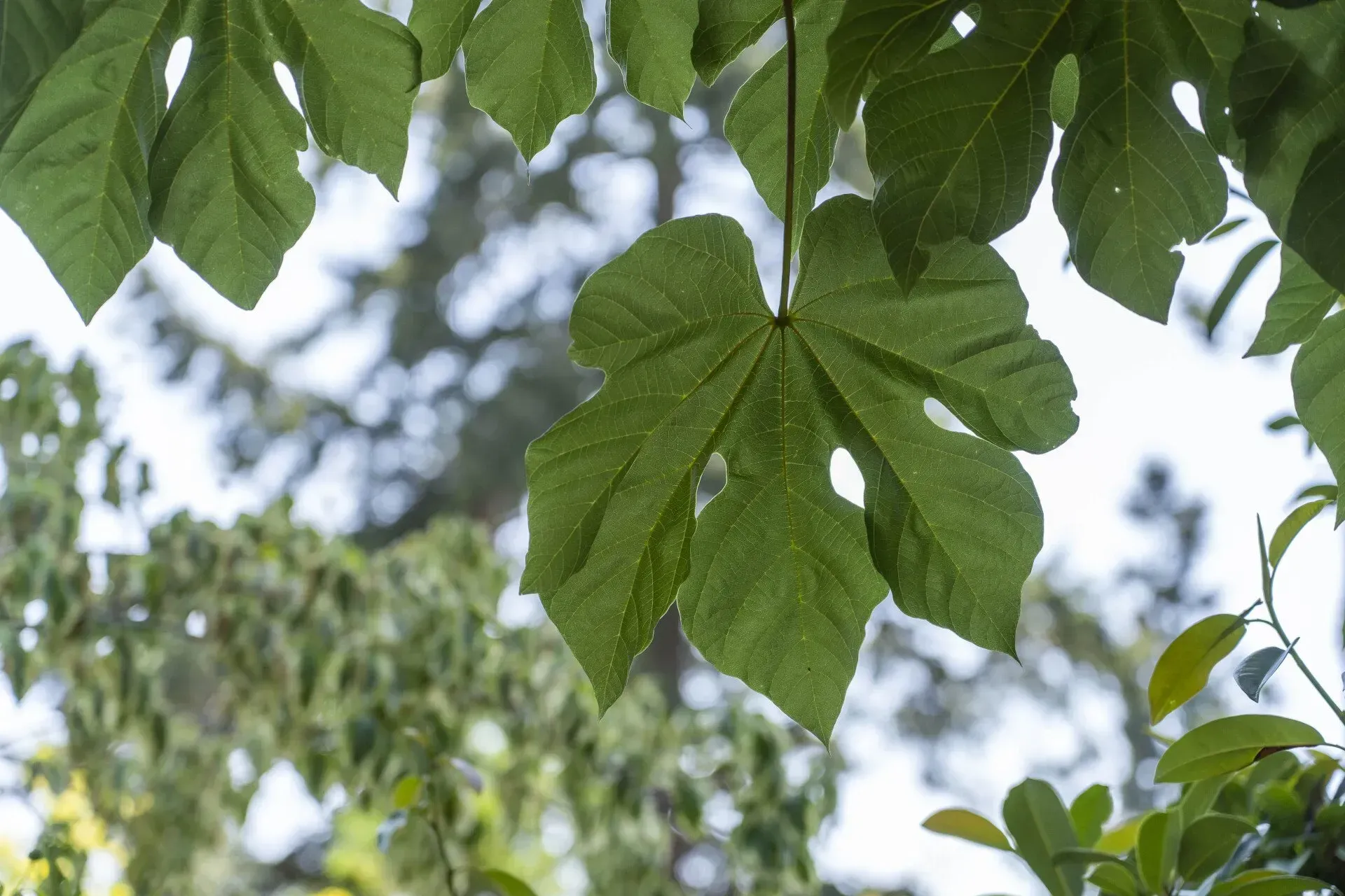 Green leaves with a unique shape and holes hang in front of a blurry background of trees and sky.