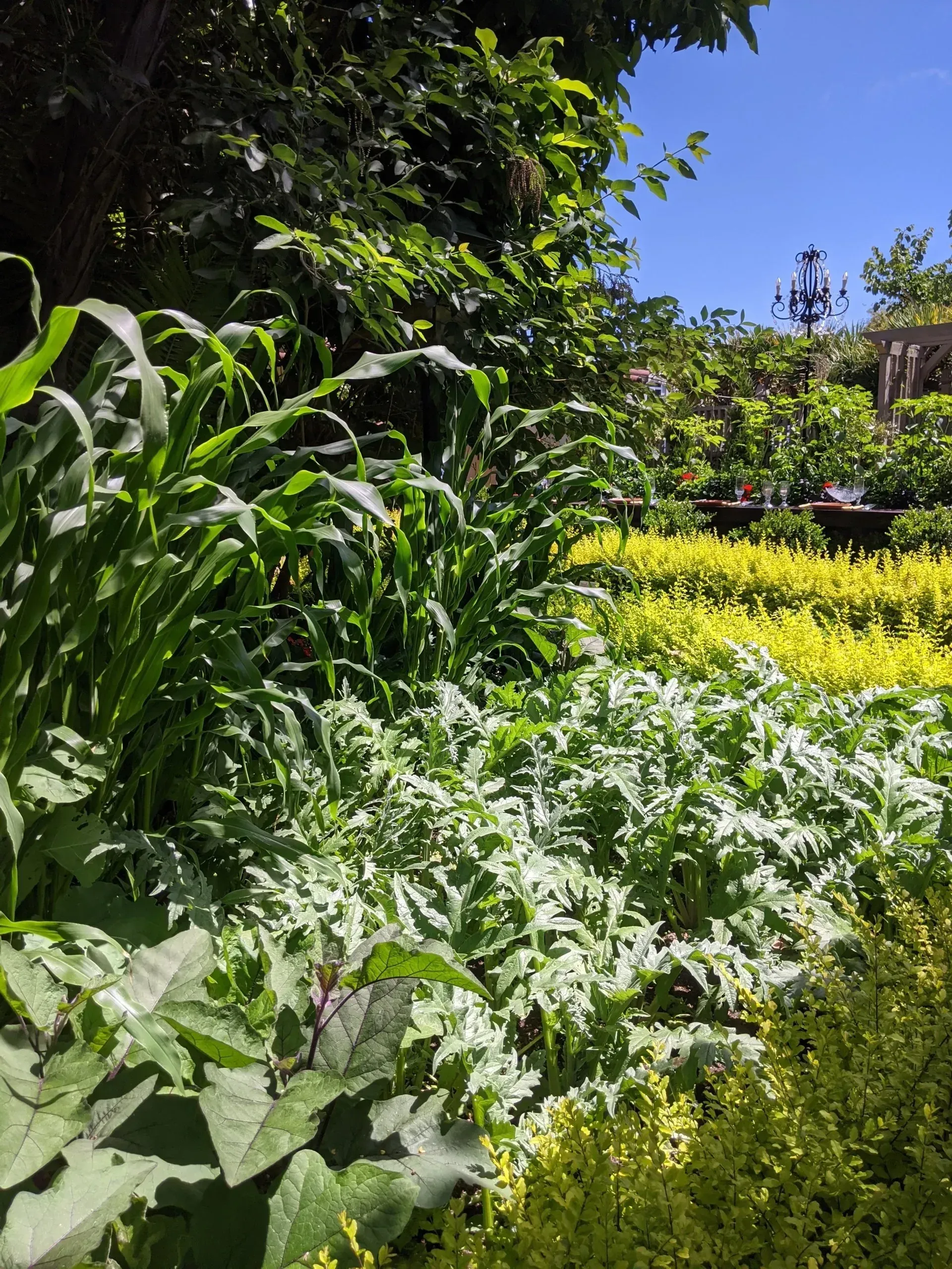 Lush garden with various green and yellow plants under a bright blue sky.