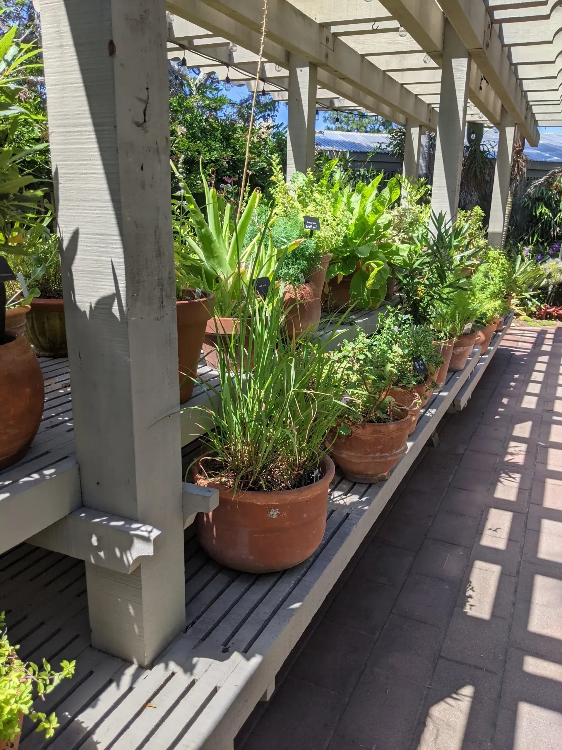 A row of potted plants on a wooden shelf under a pergola.