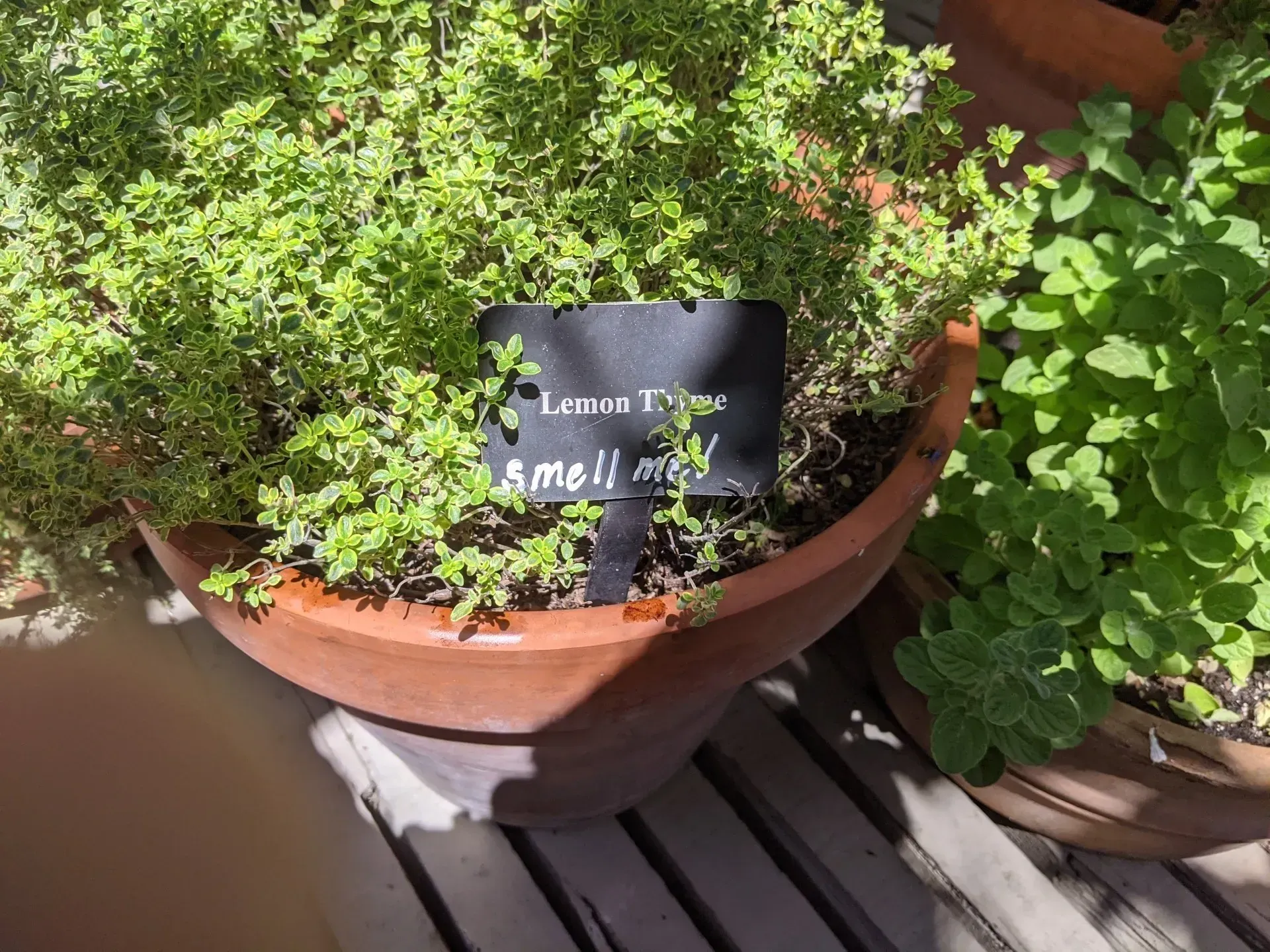 A terracotta pot with lemon thyme and a black label, other herb pot visible next to it in the sunlight.
