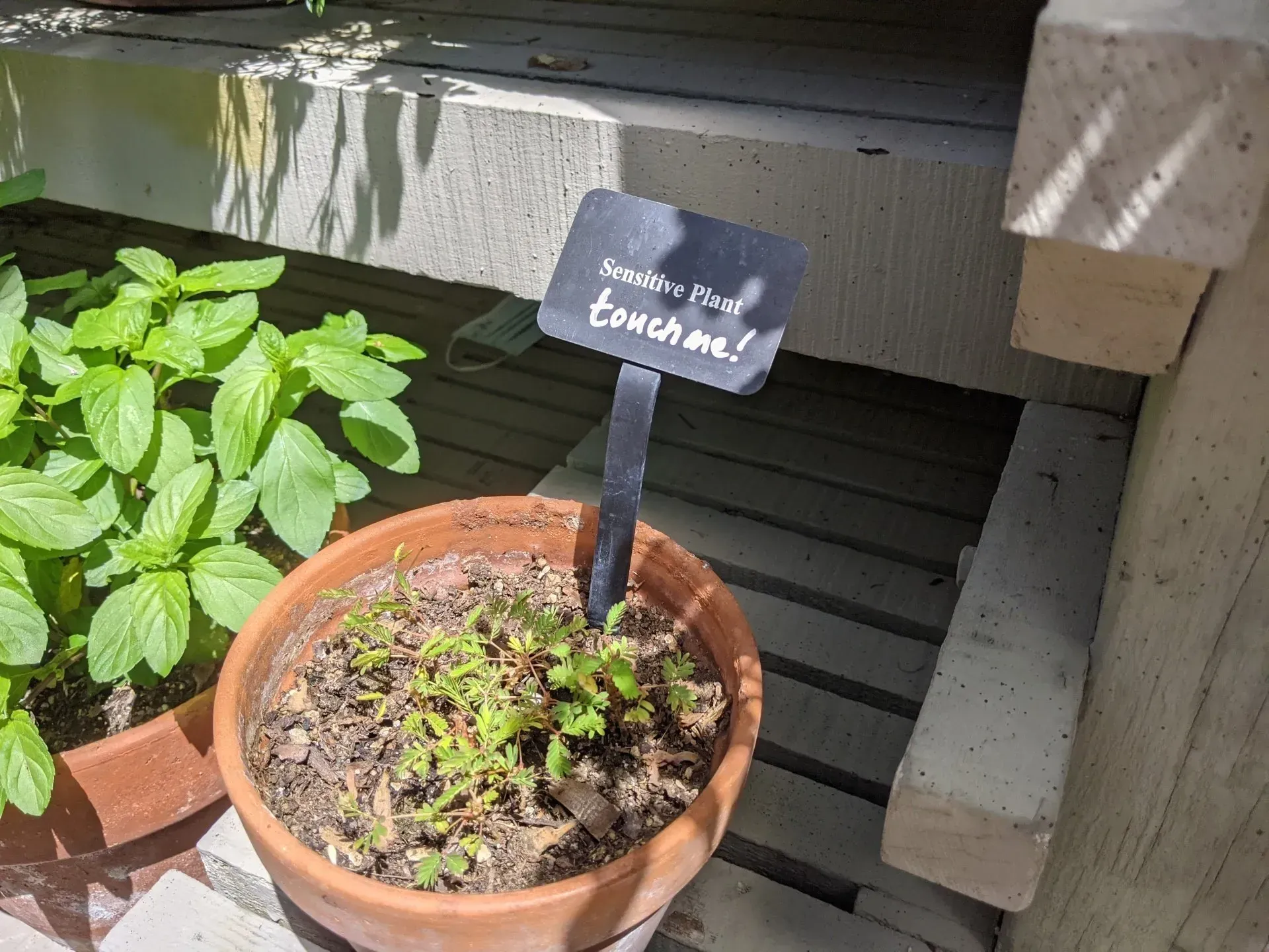 A terracotta pot with small plants and a 