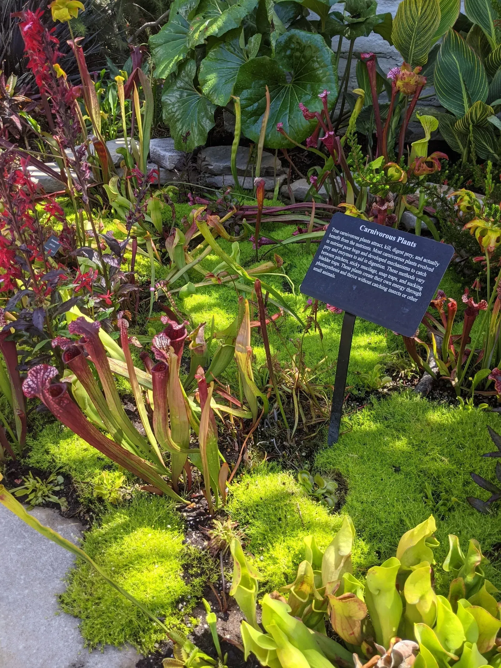 A garden bed filled with carnivorous plants, including pitcher plants and sundews, with a sign describing the plants.