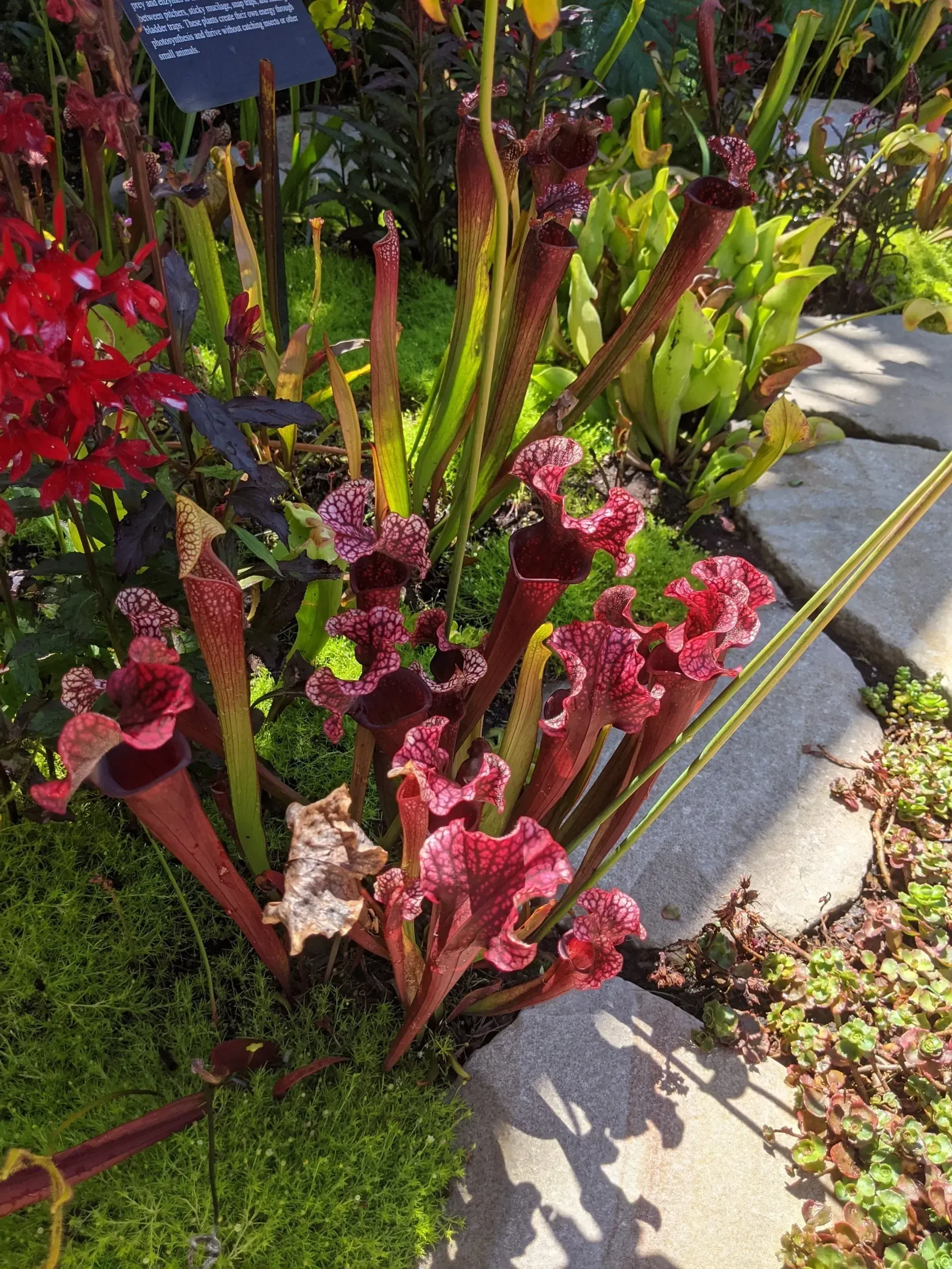 A cluster of reddish-purple pitcher plants with ruffled edges growing near a pathway. 