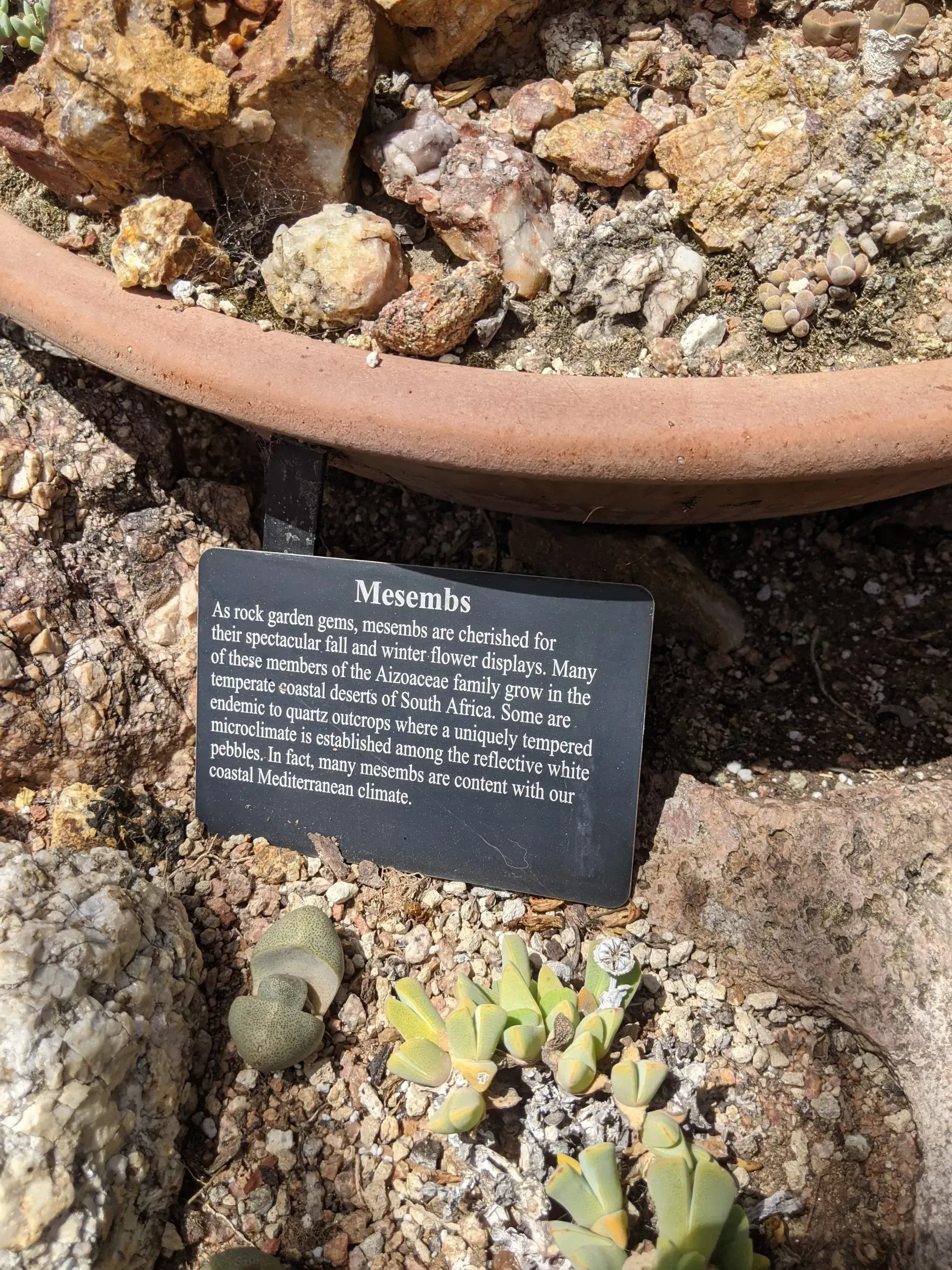 Close-up of a potted succulent.