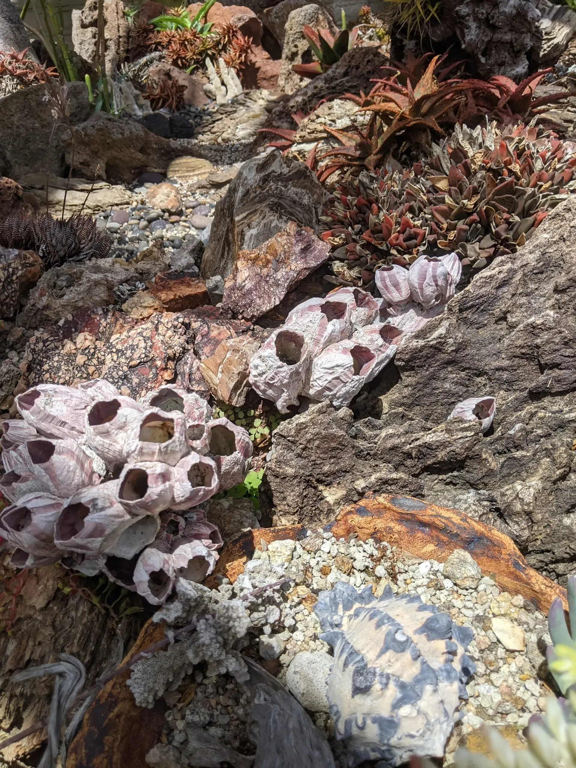 Clusters of white barnacles cling to a dark, textured rock.