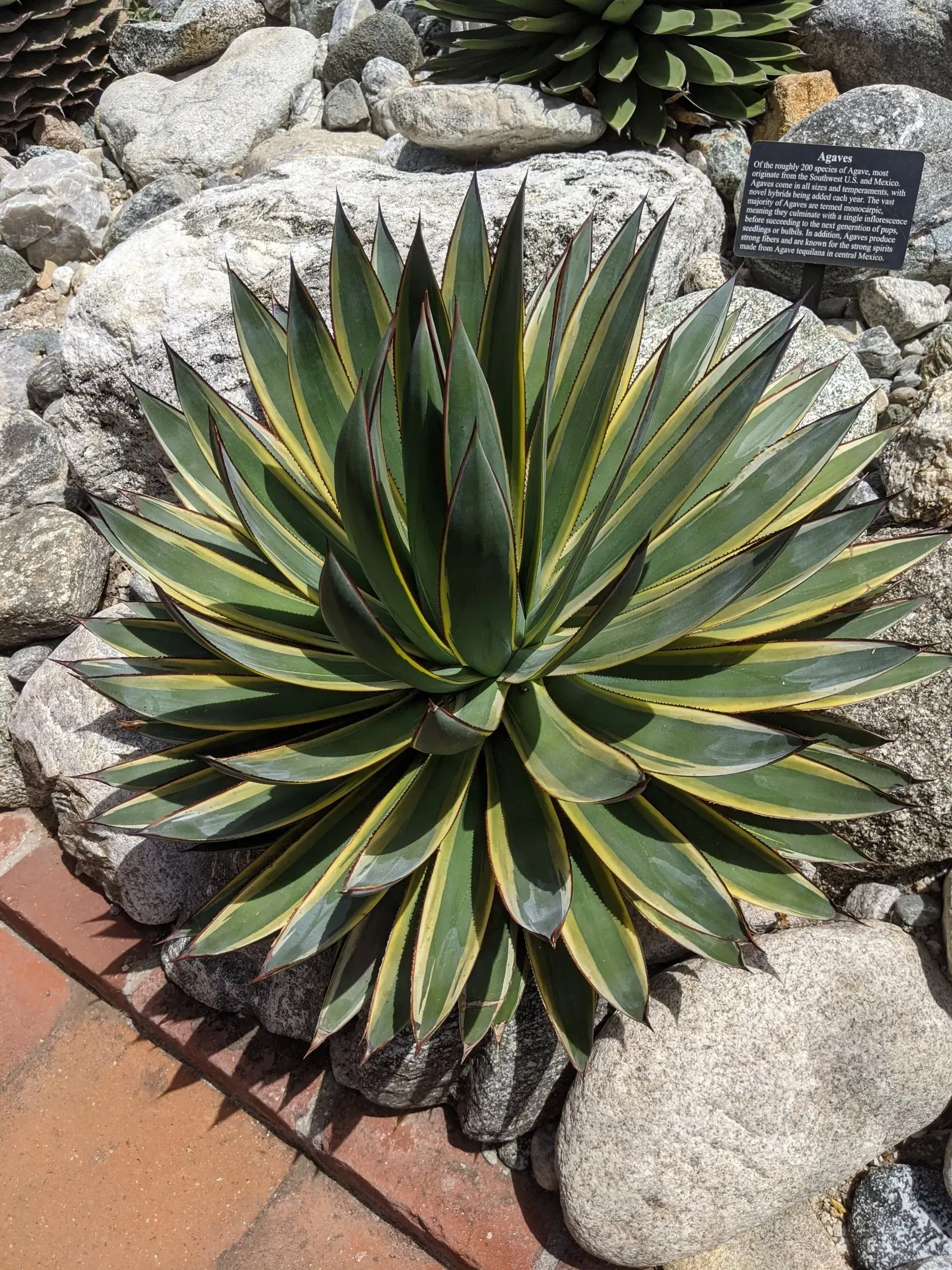 A green and yellow variegated agave plant grows in a rocky garden bed.