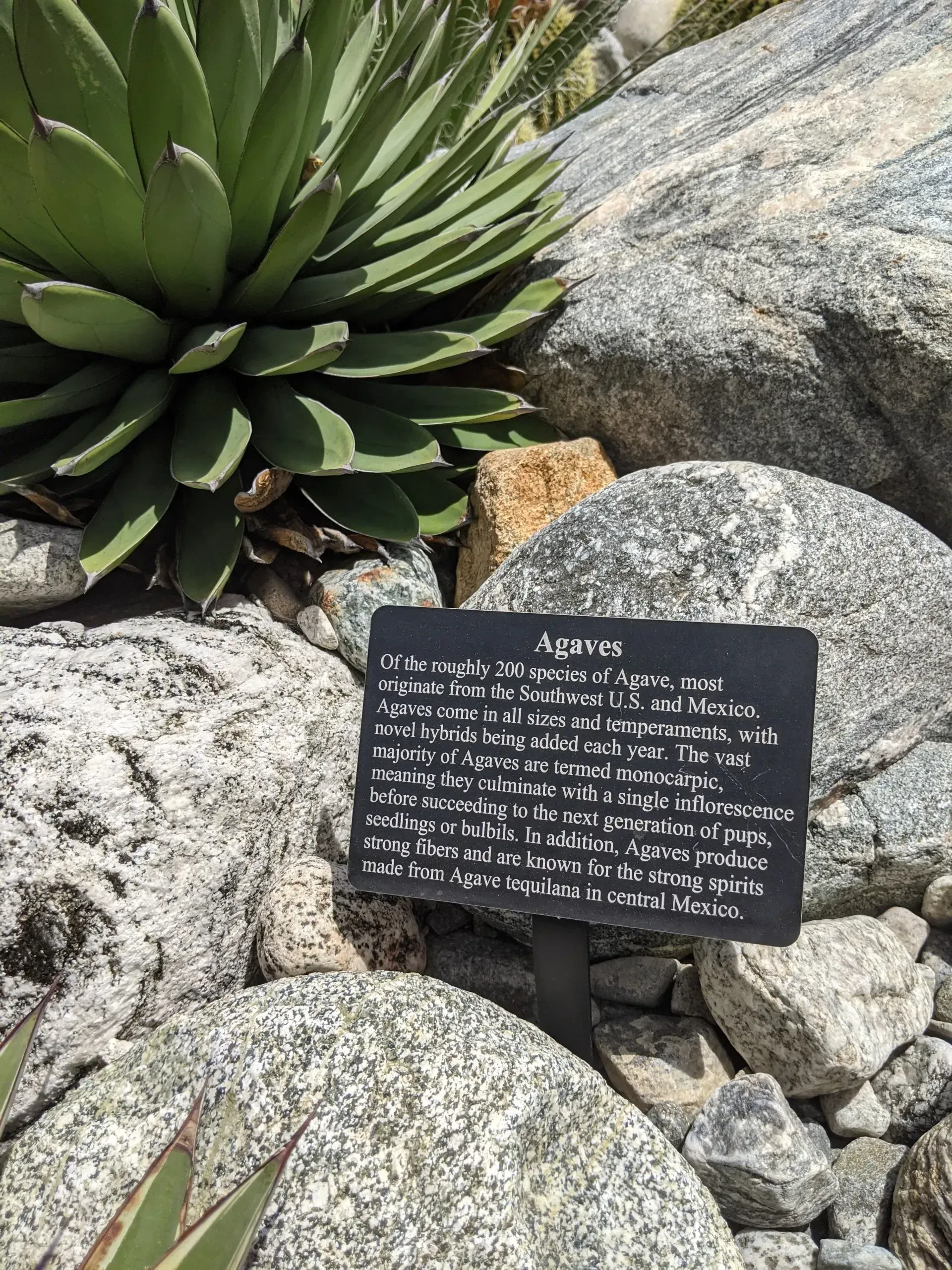 Agave plant with a sign nestled among rocks. The sign provides information about the plant.