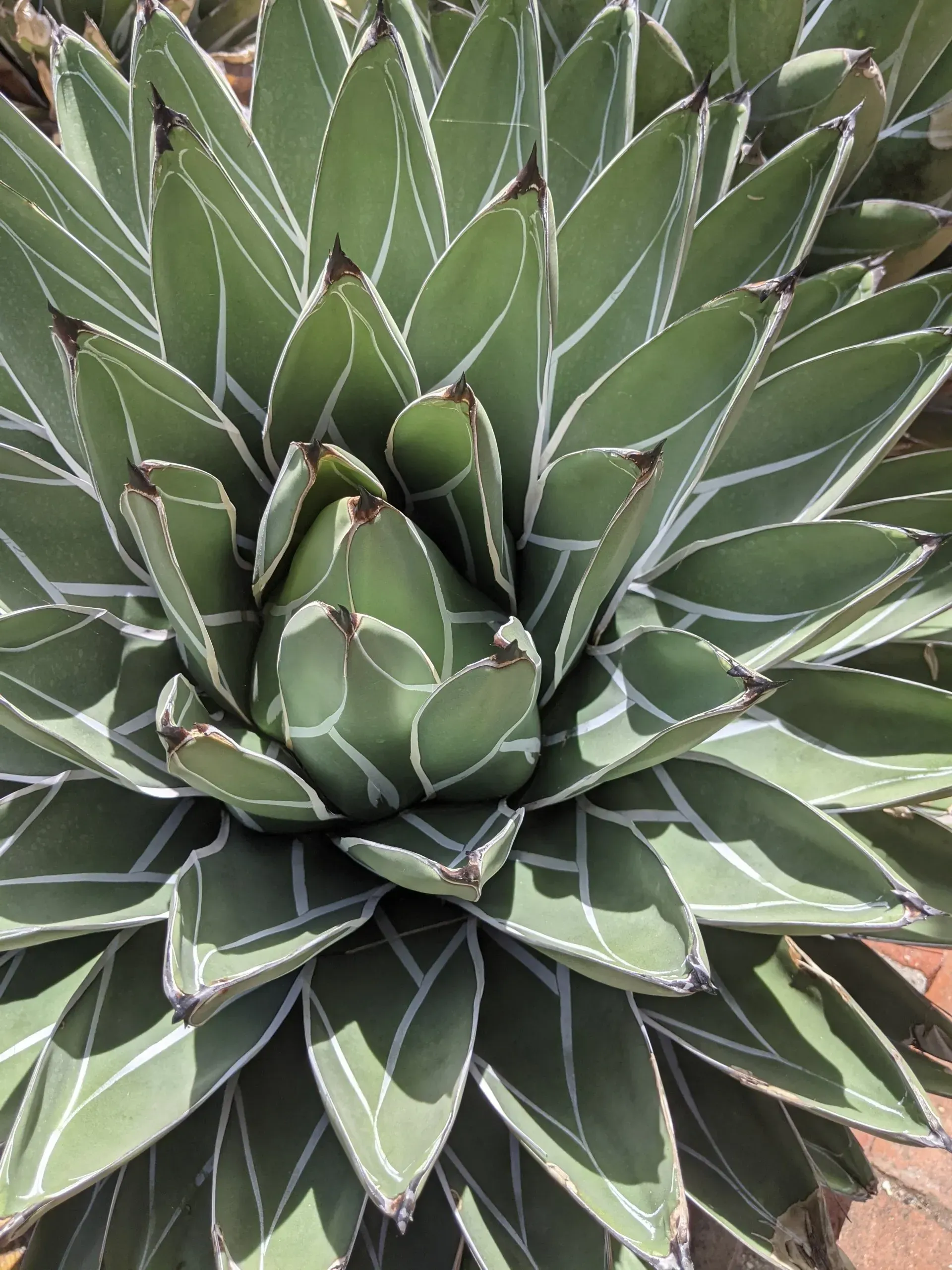 Green and white agave plant with pointed leaves in a spiral pattern.