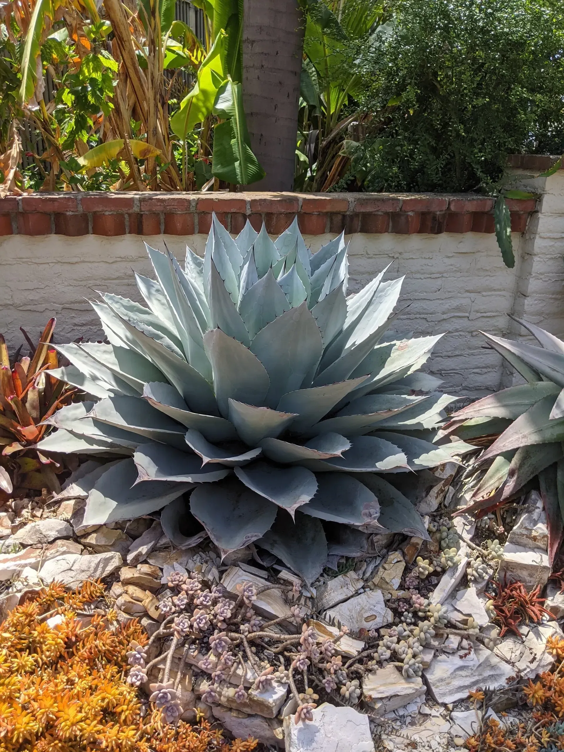 Large, blue-green agave plant surrounded by rocks and a brick wall, set in a garden with other greenery.
