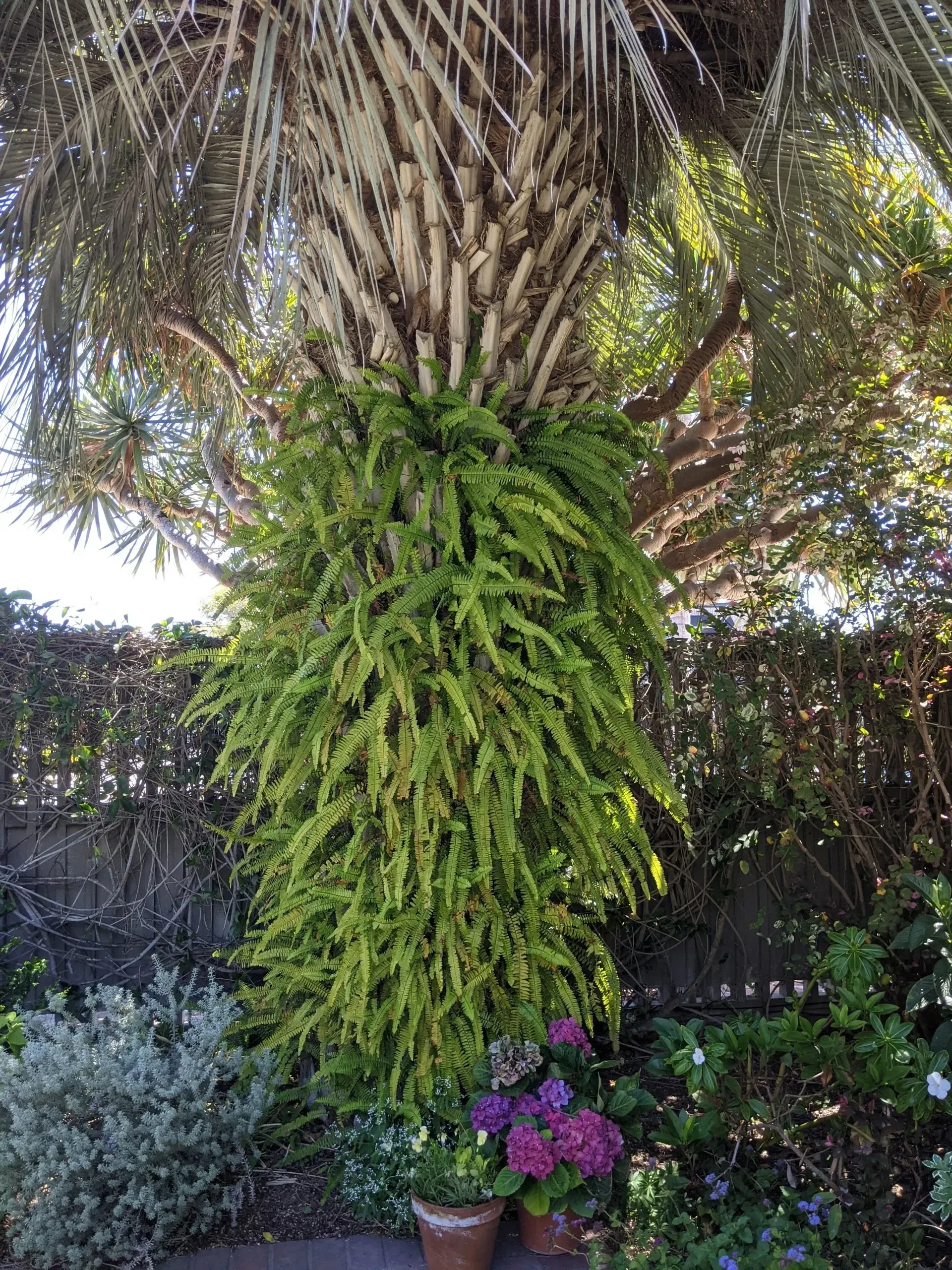 Palm tree trunk covered in lush green ferns, with potted flowers at the base and a leafy hedge backdrop.