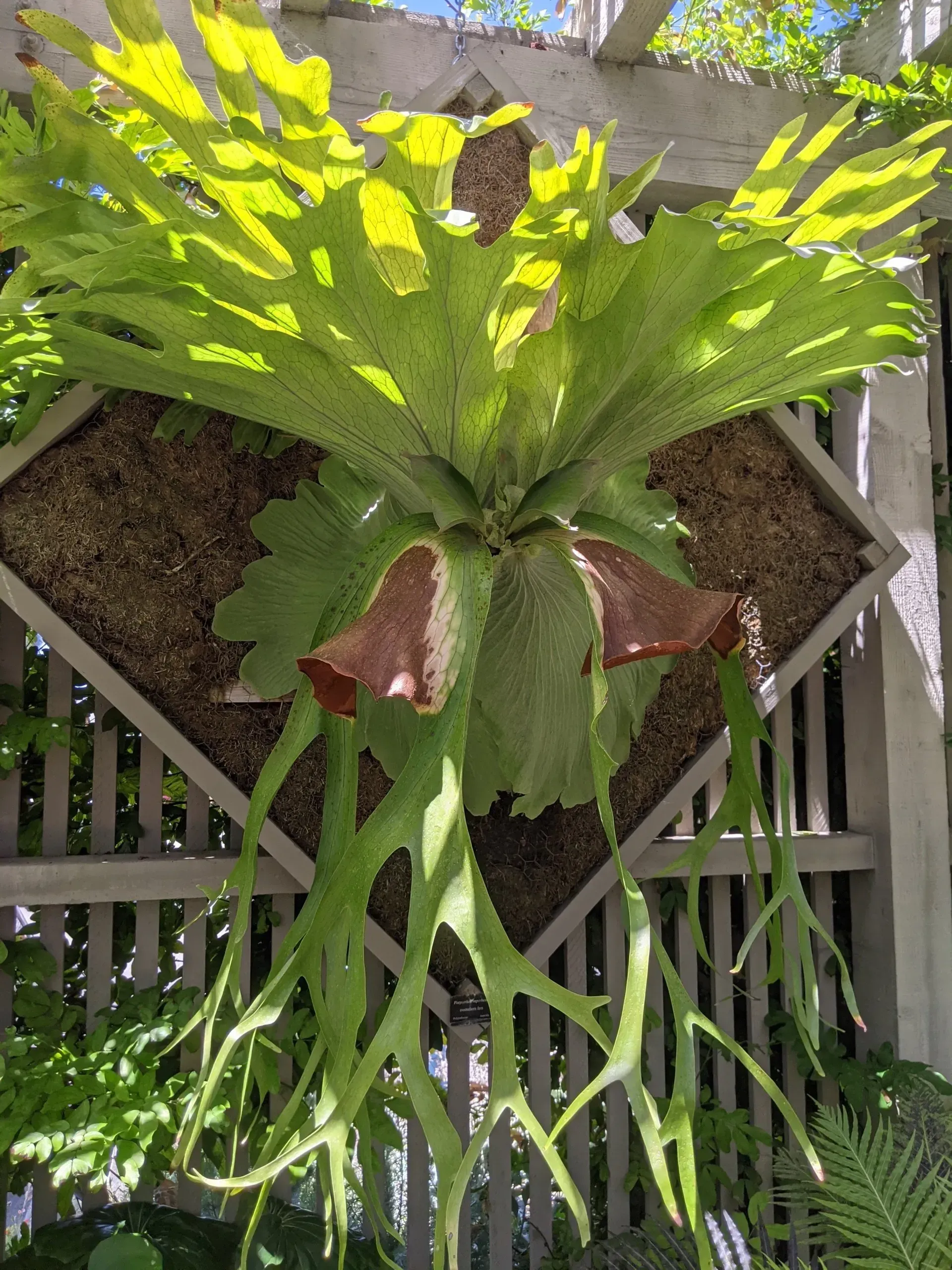 A staghorn fern mounted on a wooden trellis. Green fronds extend upwards and downwards; brown shields surround the base.