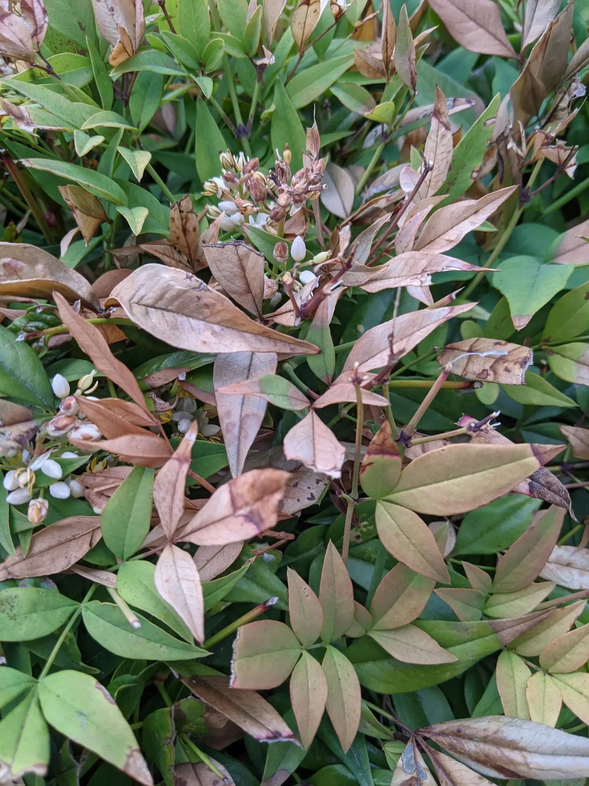 Brown and green foliage of a nandina plant with some flowers, some leaves are dry.