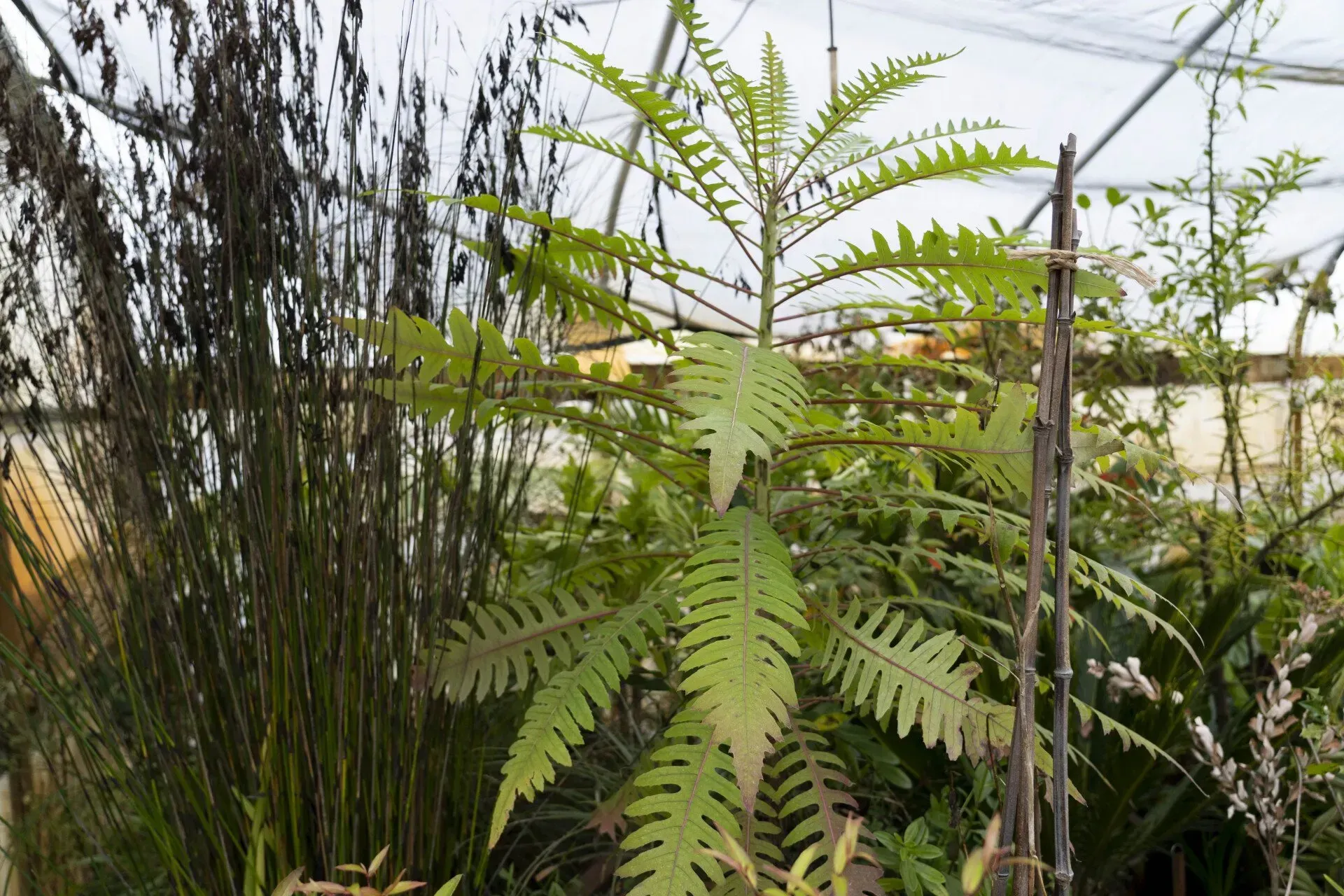 A young, fern-like plant with bright green leaves growing in a greenhouse setting, surrounded by other plants and glass.