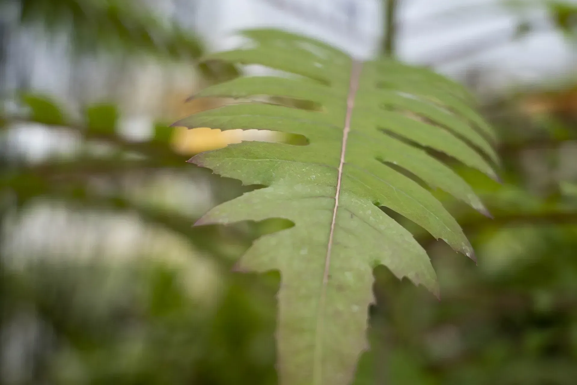 Close-up of a green leaf with a serrated edge, against a blurry background of foliage.