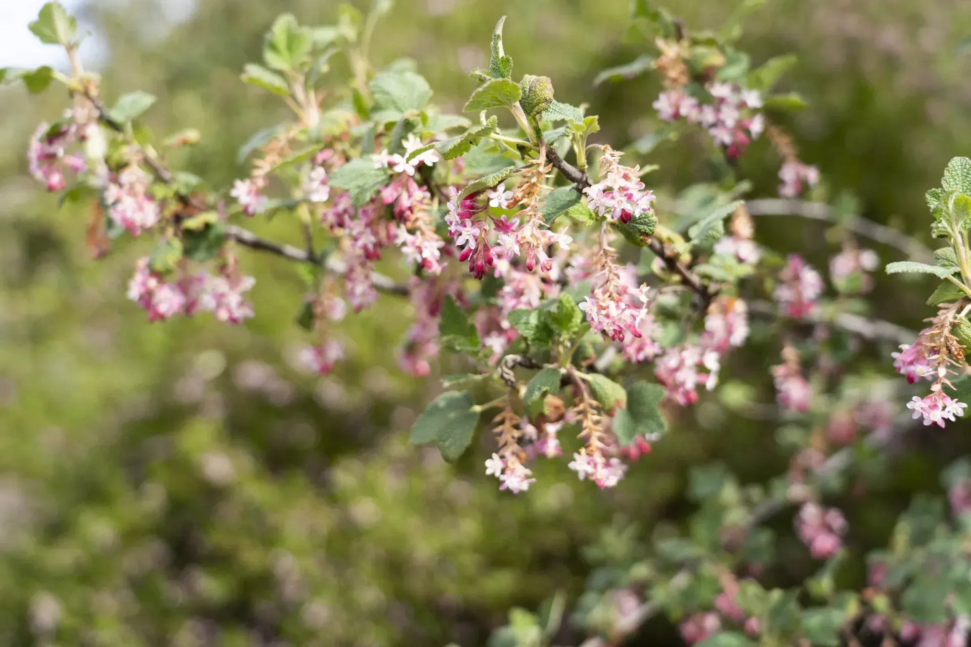 Pink flowering currant bush with small pink flowers blooming along branches.