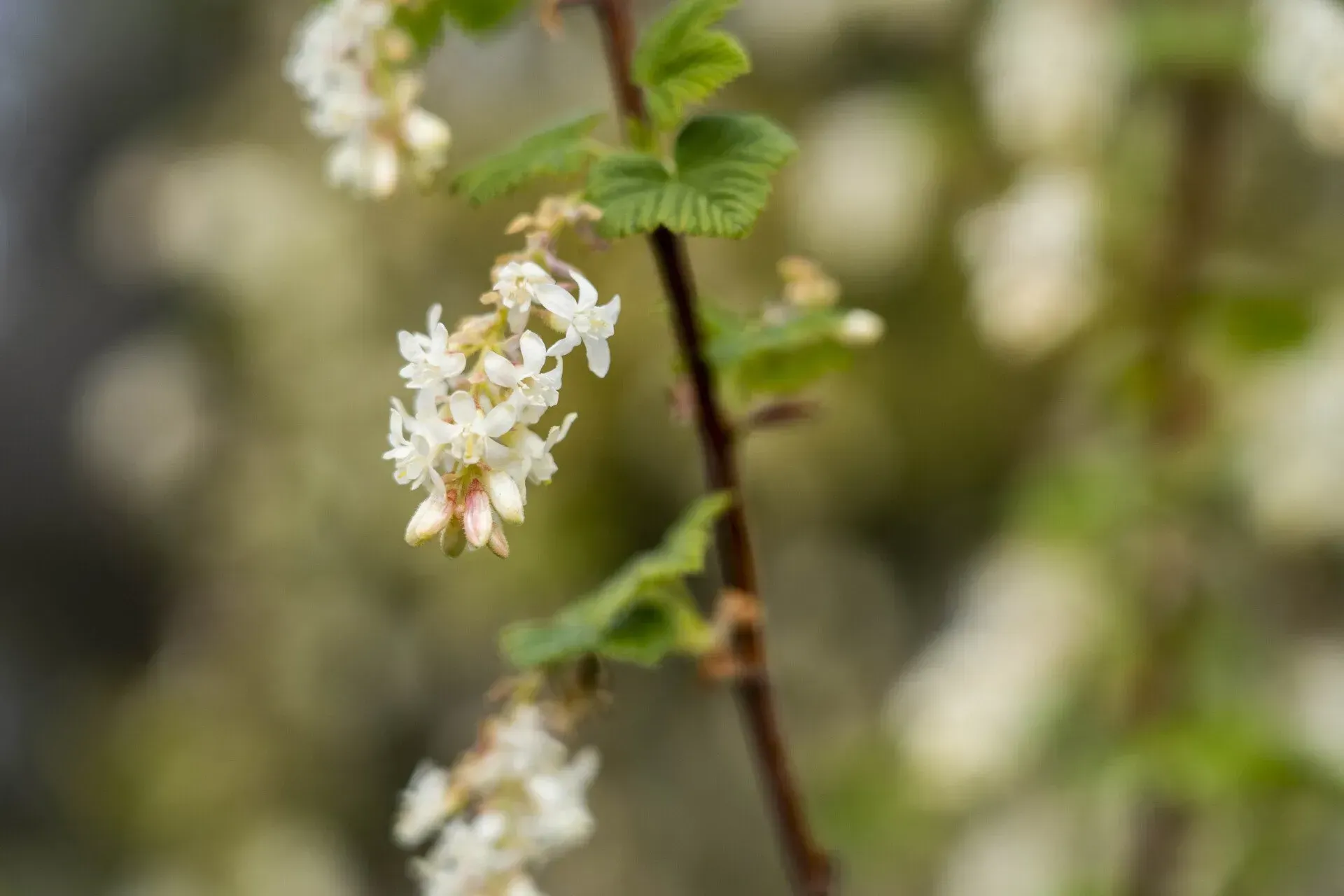 Close-up of white, bell-shaped flowers blooming on a brown stem, with green leaves.