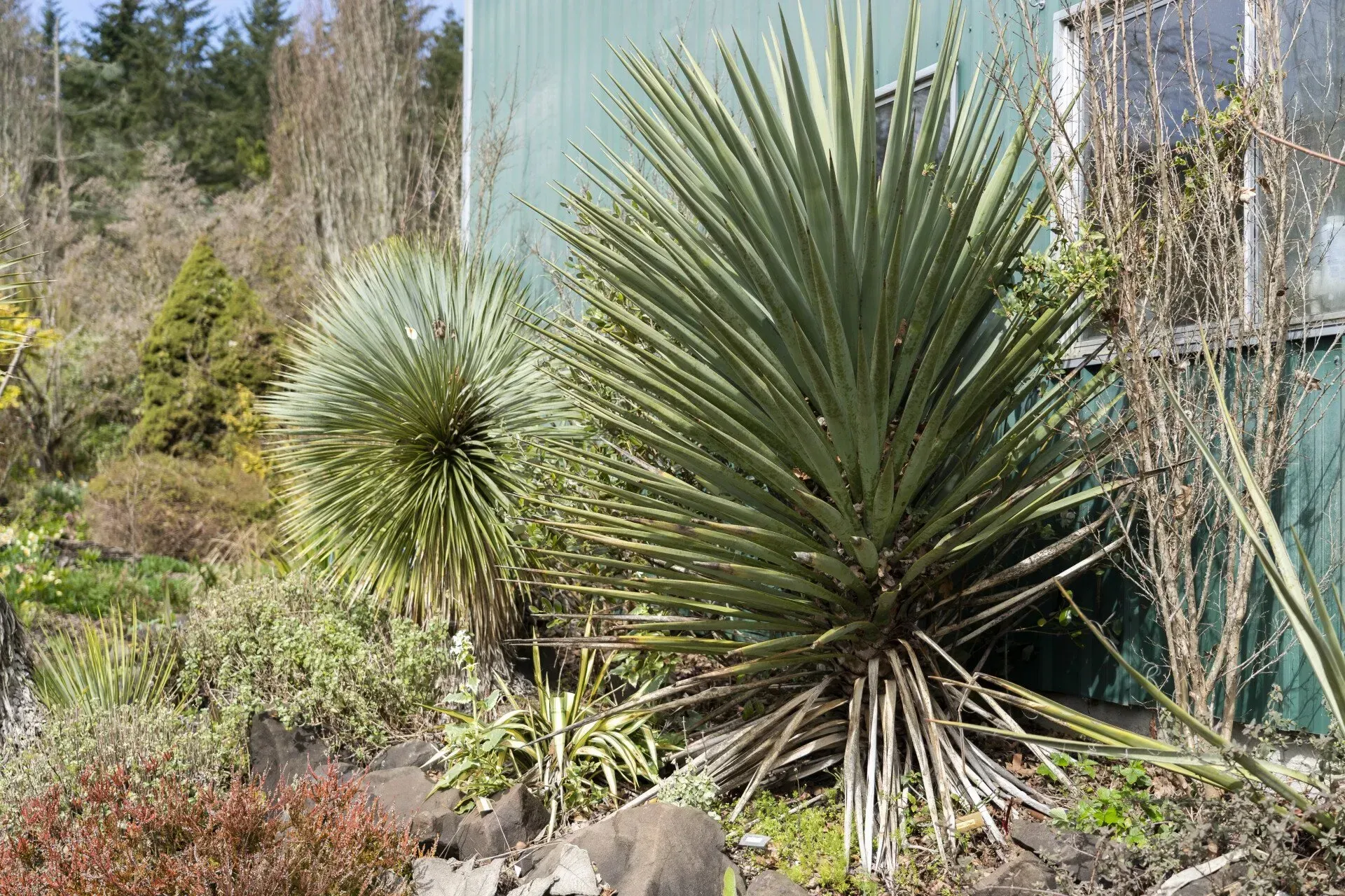 Two spiky yucca plants with gray-green leaves grow in front of a faded green building; trees in the background.