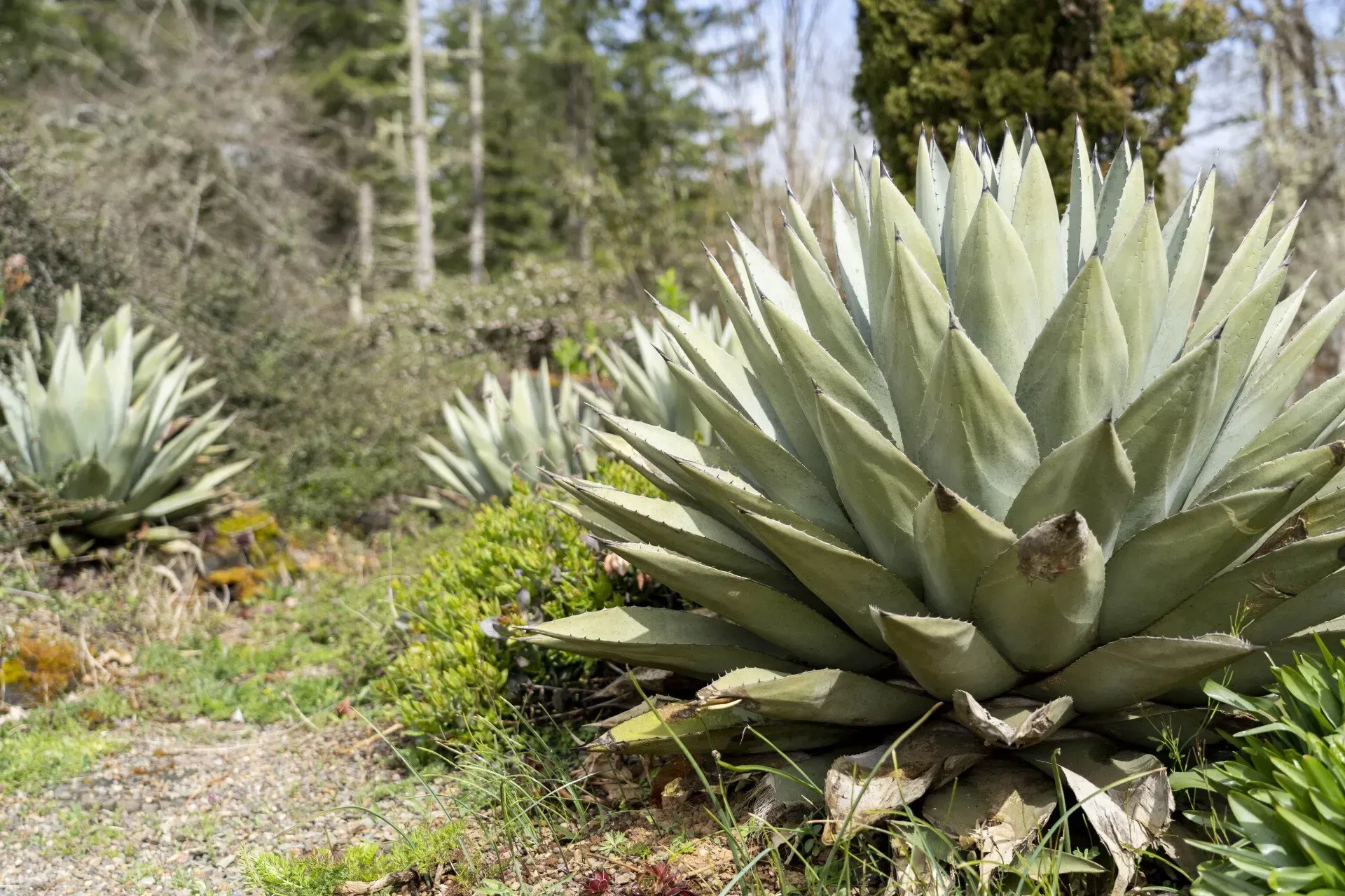 Several large agave plants with spiky blue-green leaves grow outdoors in a grassy, wooded area.