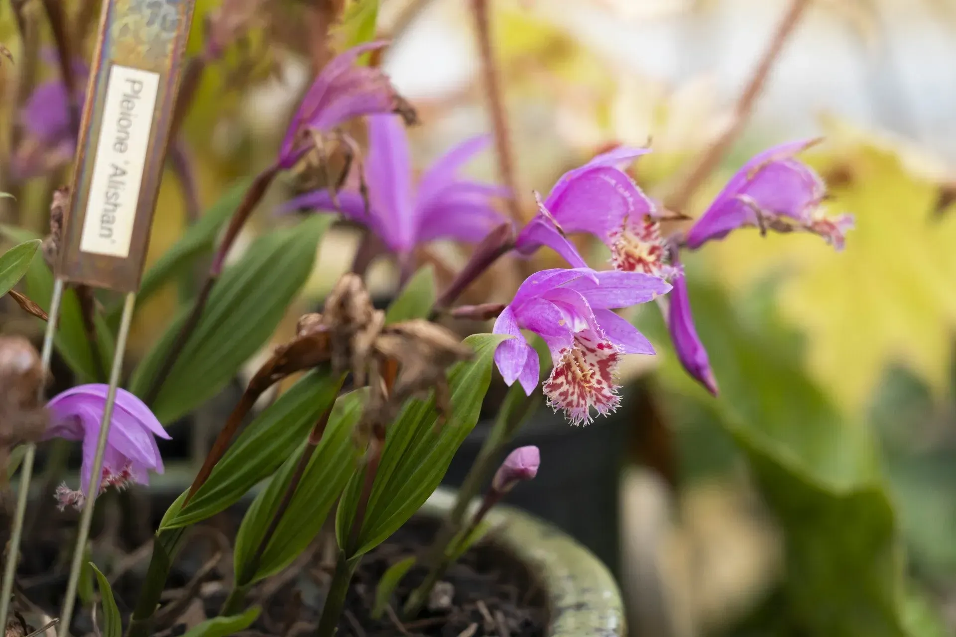 Purple orchids with speckled orange centers and green leaves in a pot, with a tag that says 