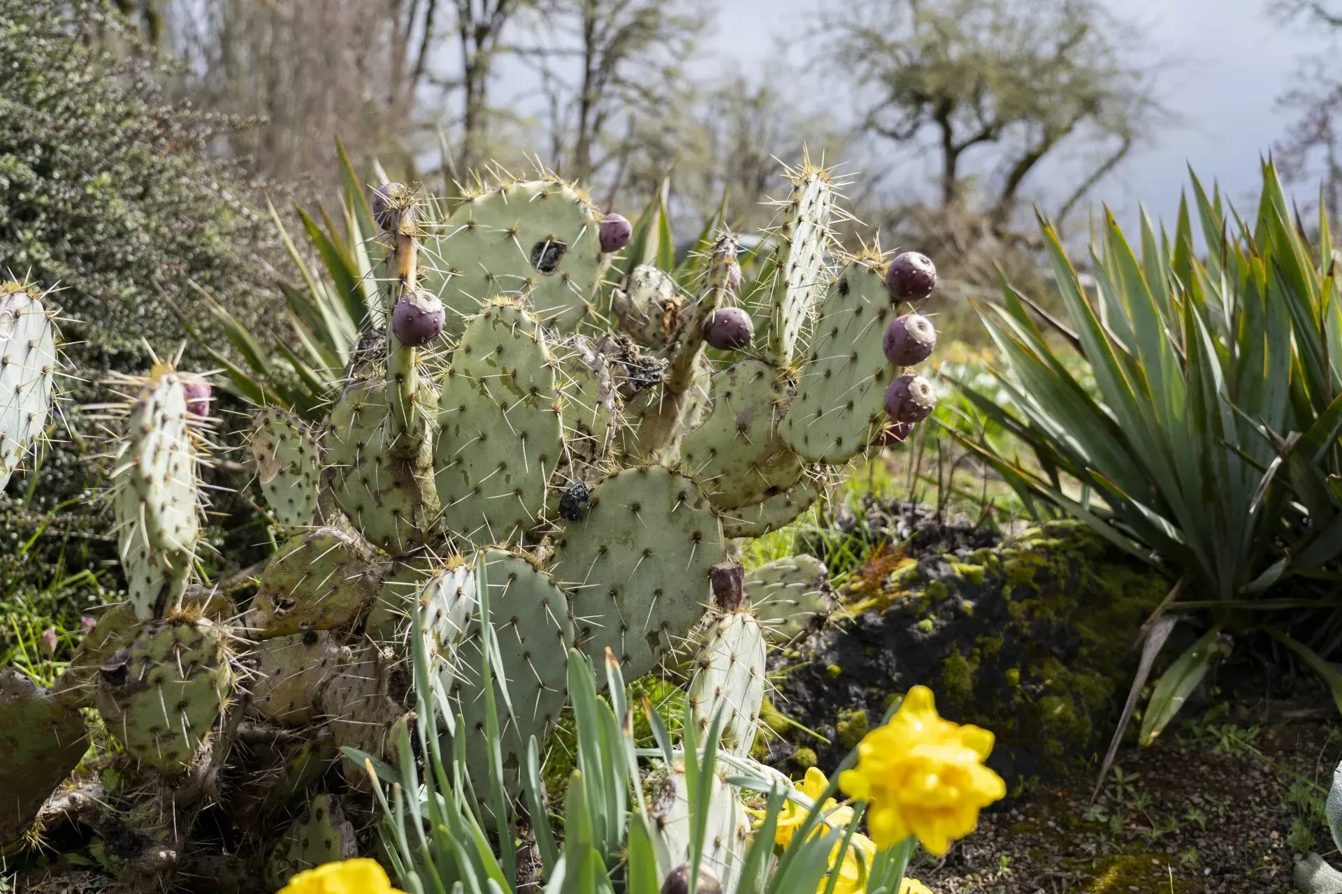 A prickly pear cactus with purple fruit surrounded by other plants in a garden setting.
