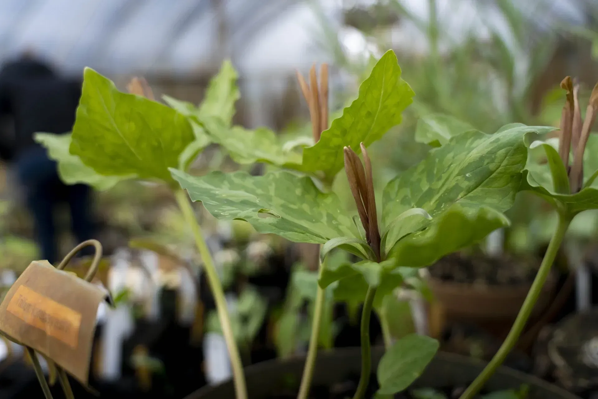 Close-up of trillium plants with mottled green leaves and reddish buds, growing in pots inside a greenhouse.