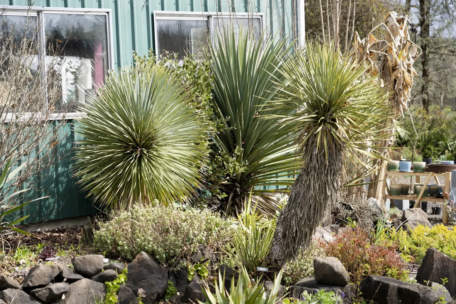 Yucca plants with spiky, green leaves and a weathered trunk in front of a green building.