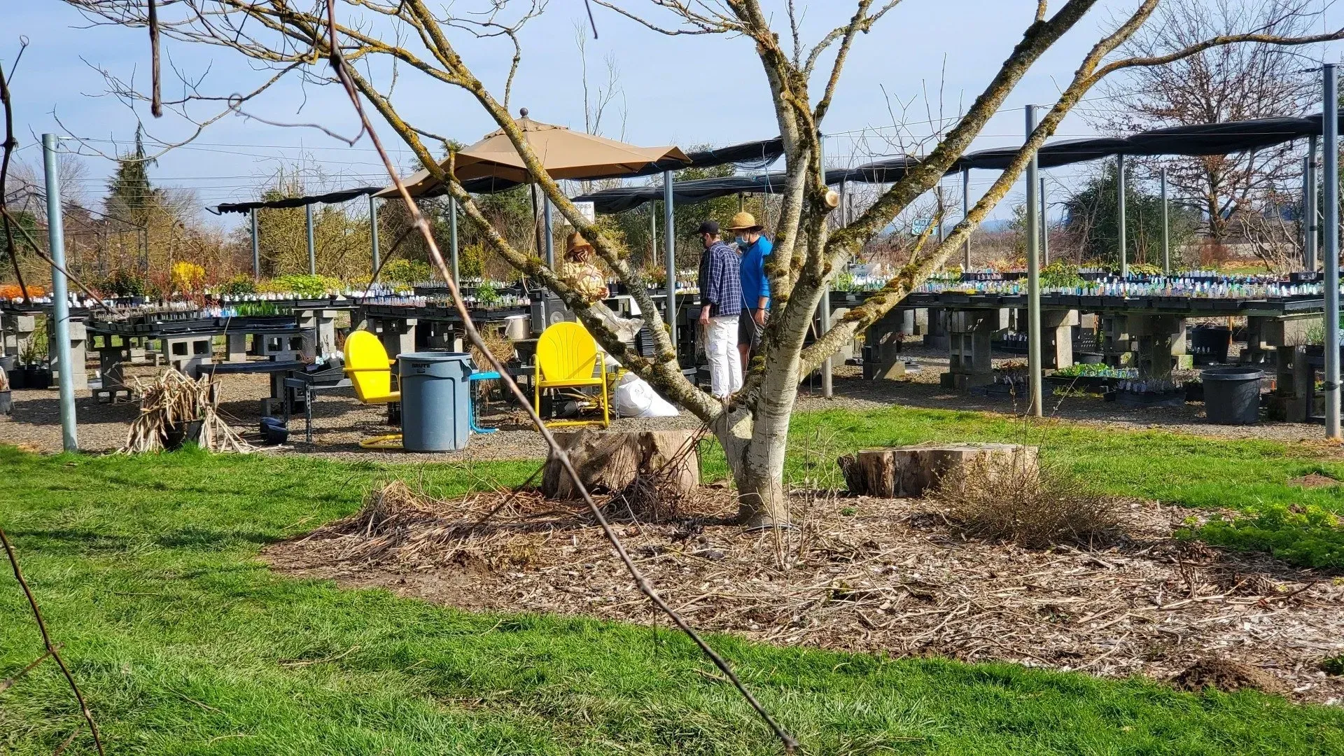 A sunny outdoor plant nursery. A bare tree is in the foreground with tables full of plants and two people in the background.
