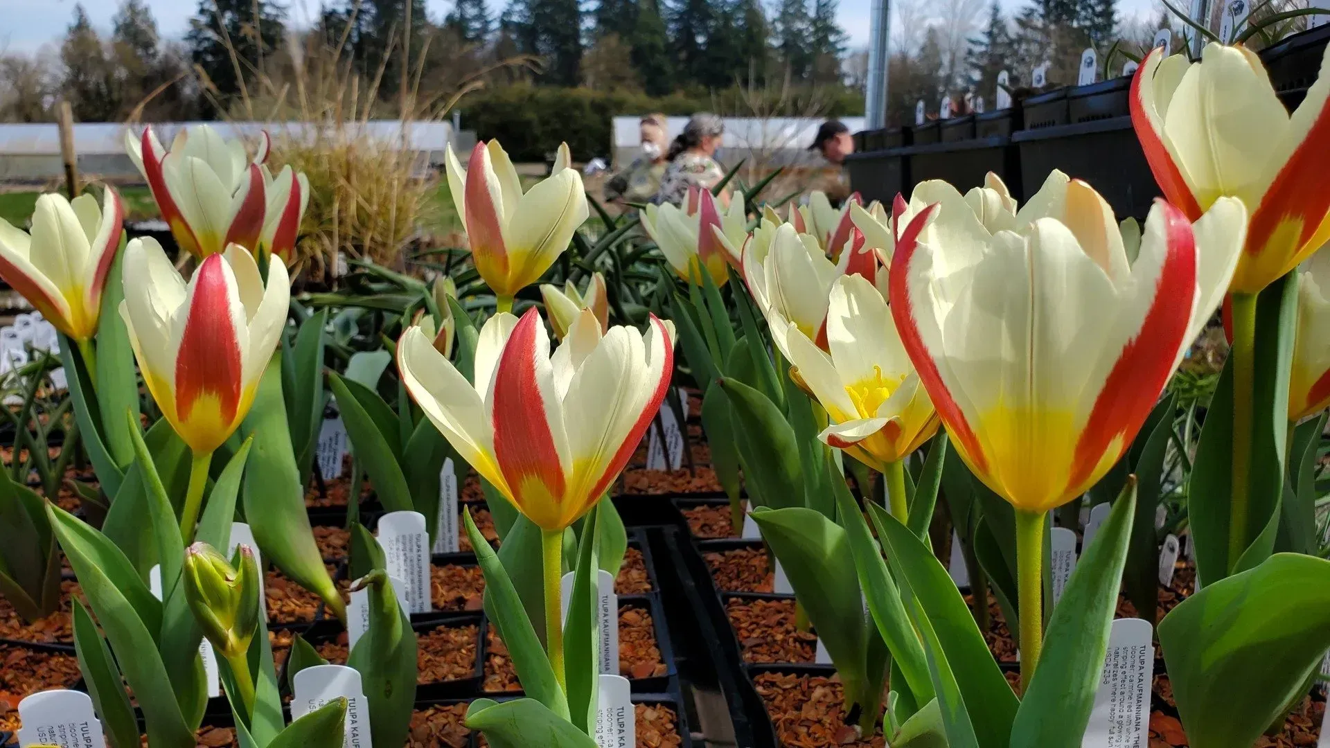White and red tulips with yellow accents bloom in a garden.