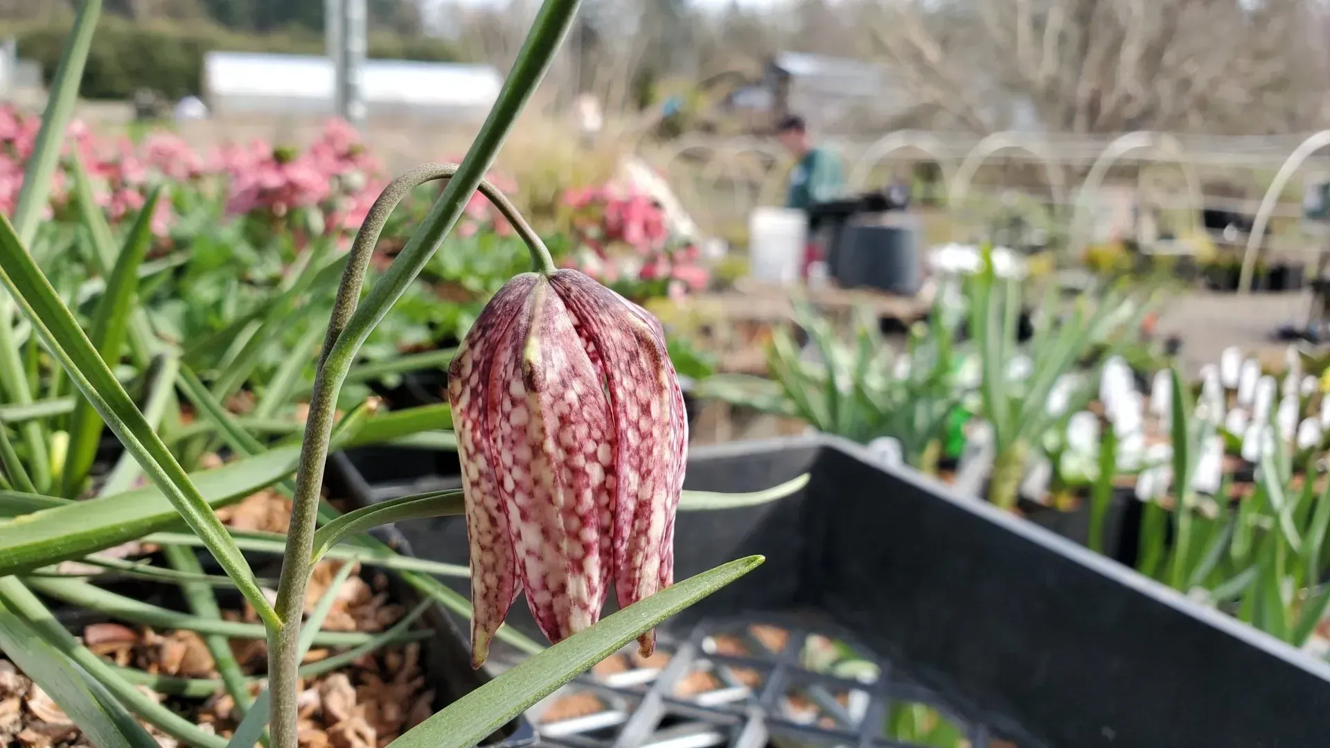A close-up of a purple and white checkered Fritillaria flower, growing in a garden nursery.